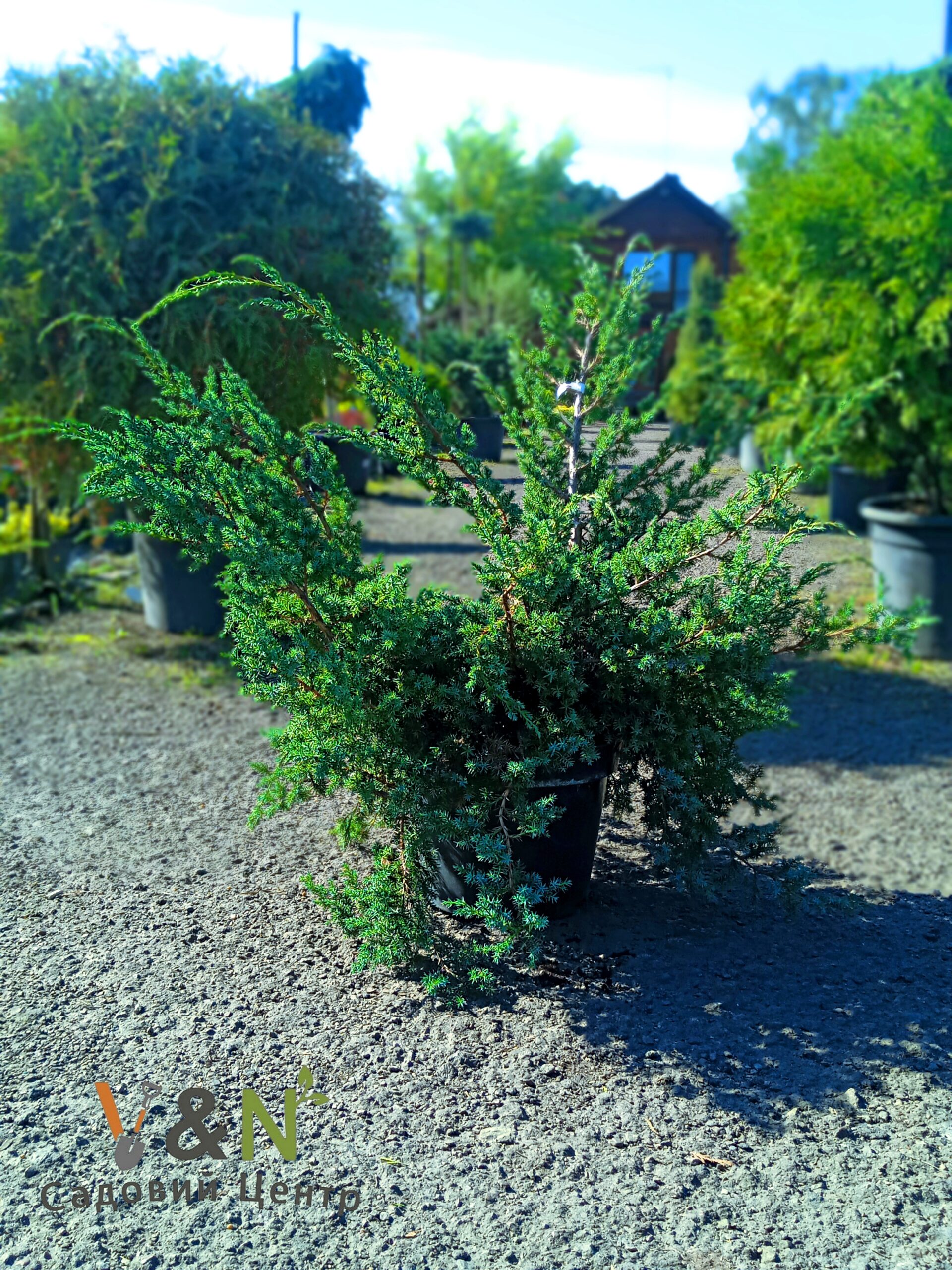 Ялiвець китайський 'Блю Альпс', Juniperus chinensis 'Blue Alps' С15 Н80/100