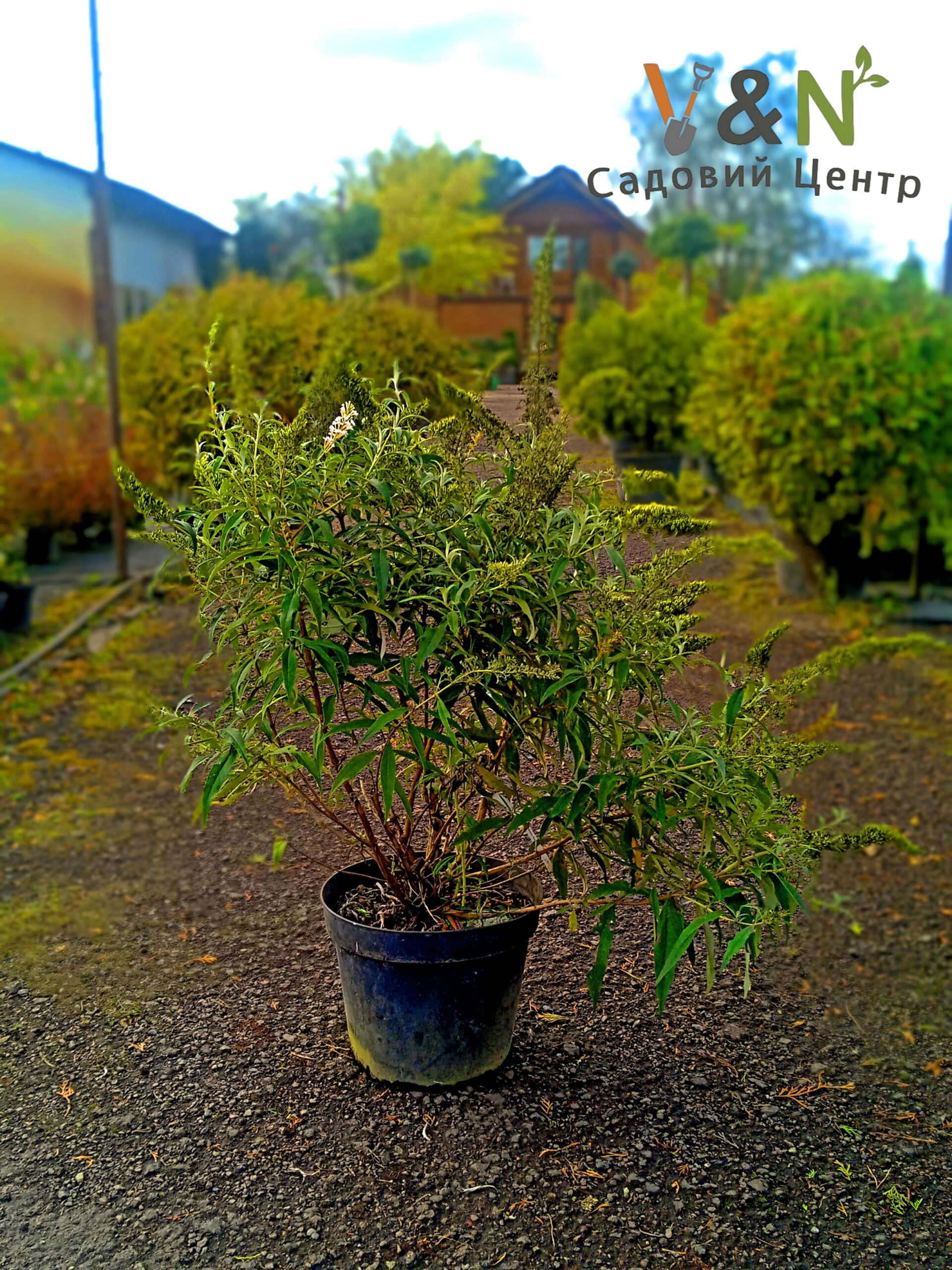 Буддлея Давида 'Вайт Бол', Buddleja davidii 'White Ball' С15
