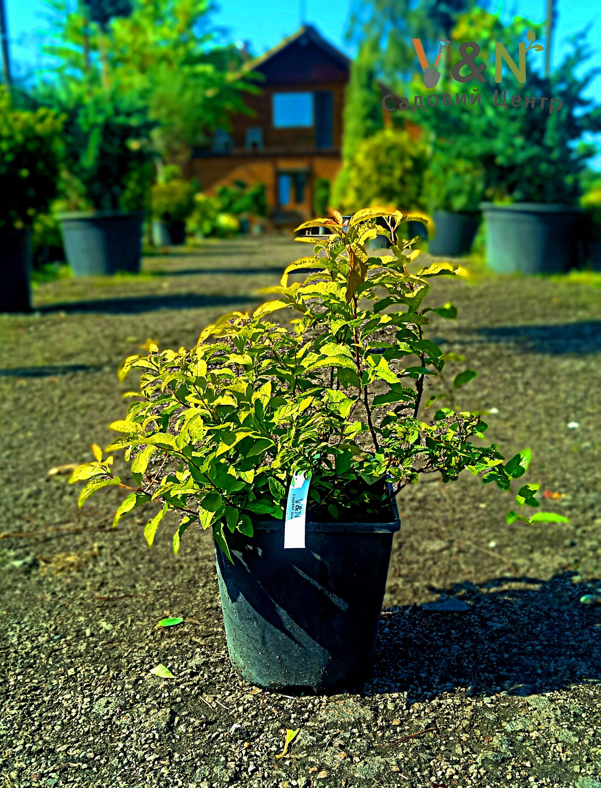 Спірея японська 'Голдфлейм', Spiraea japonica 'Goldflame' С2 Н15/20