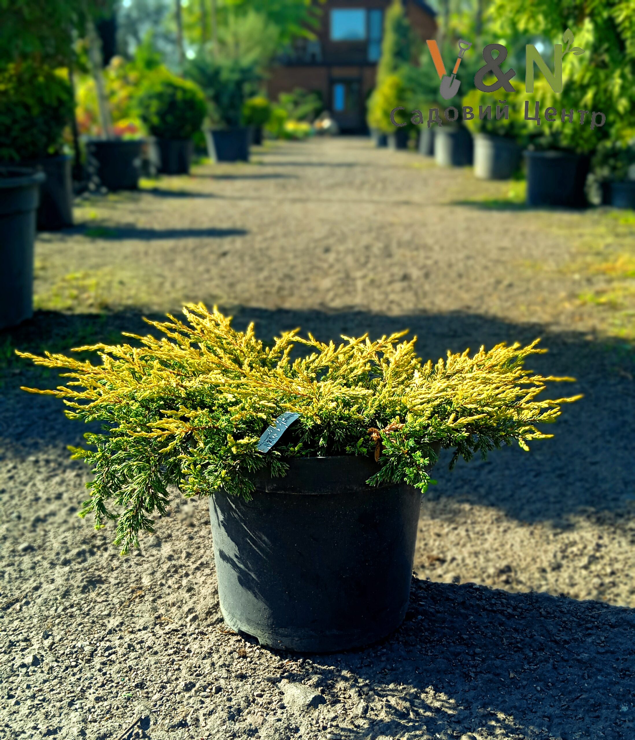 Ялівець звичайний Голдшатц, Juniperus communis Goldschatz С10 W45