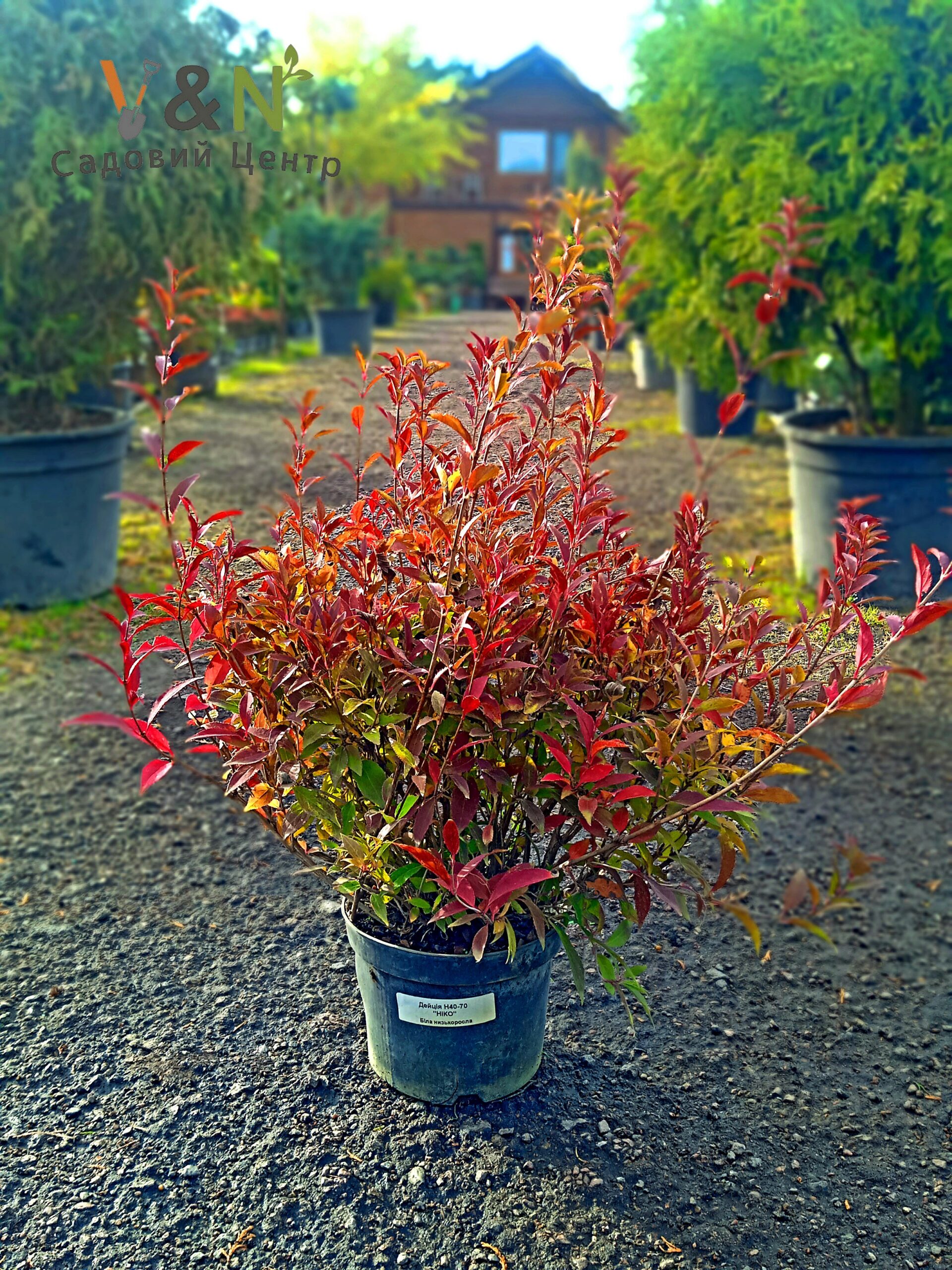 Дейція витончена 'Нікко', Deutzia gracilis 'Nikko' С15 H80