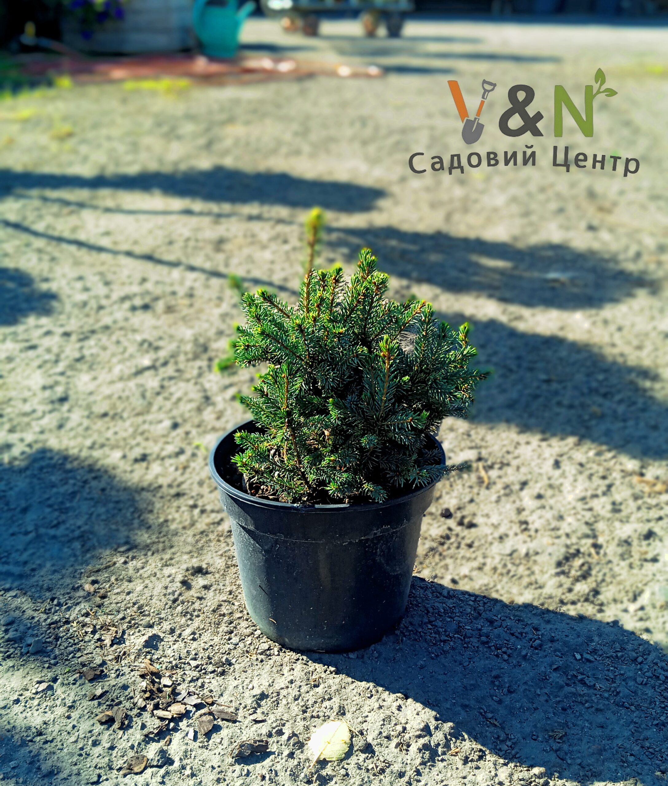 Ялина канадська "Глаука Ехініформіс", Picea glauca "Echiniformis" C2, D15