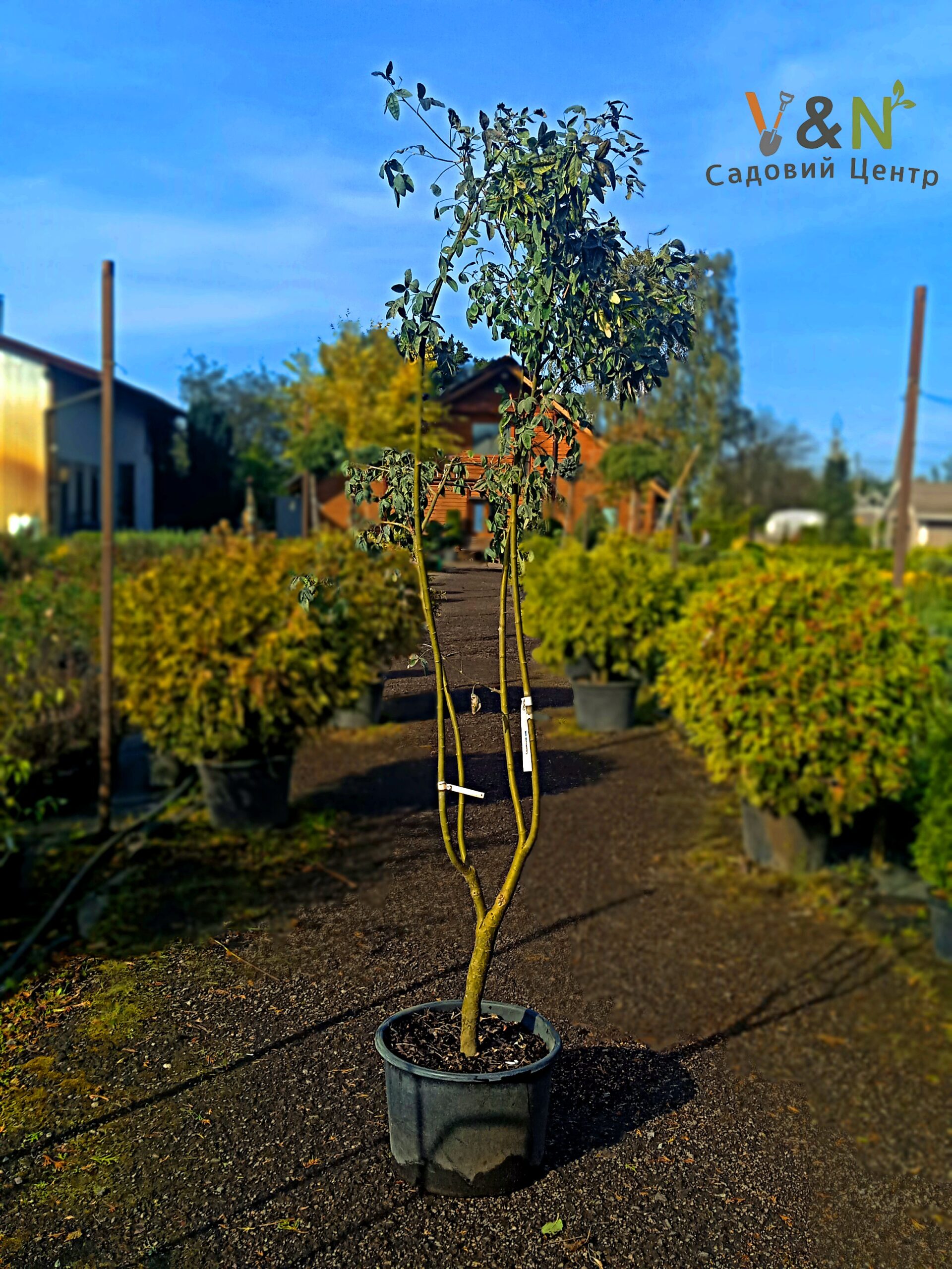 Золотий дощ альпійський, Laburnum alpinum С25 H200+