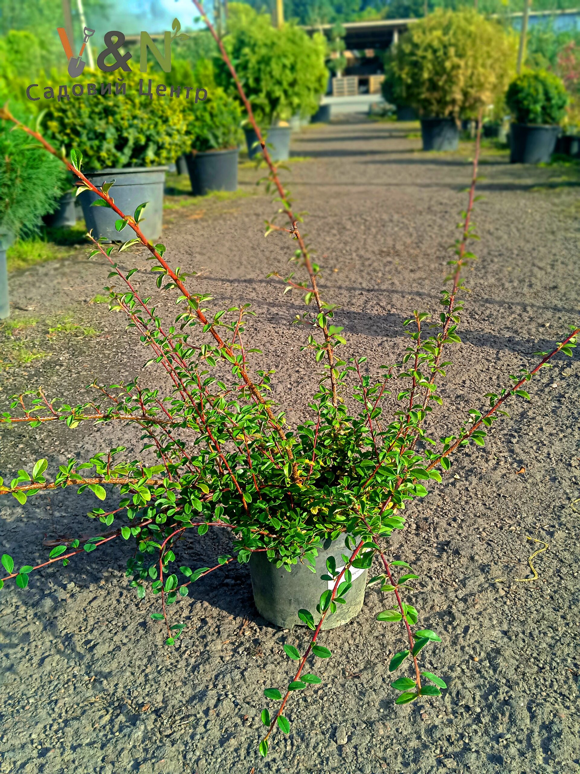 Кизильник гібридний Корал Бьюті, Cotoneaster x suecicus Coral Beauty С3 Н30/35