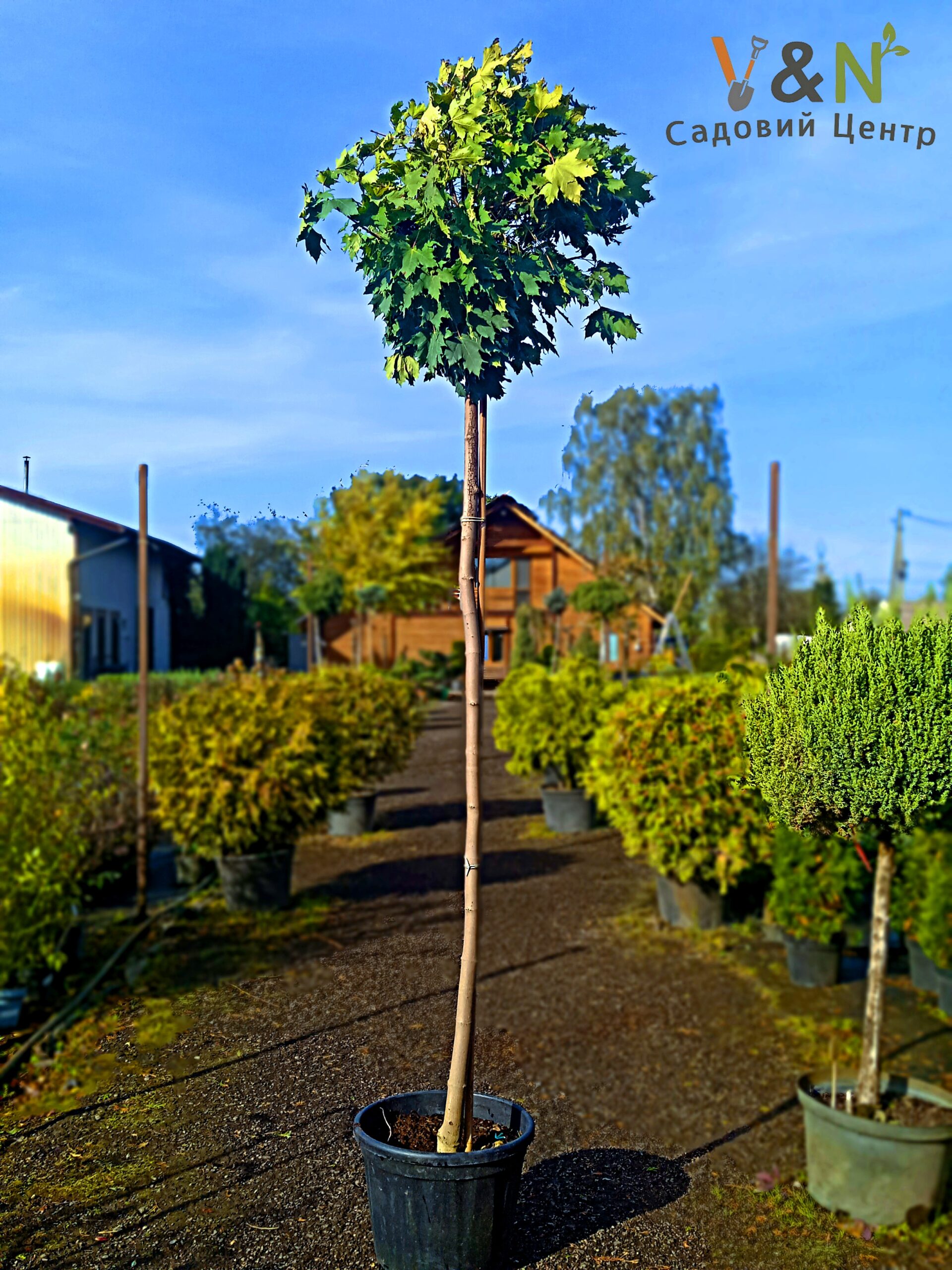 Клен гостролистий 'Глобозум', Acer platanoides 'Globosa' С25, Н220, обх.10-12