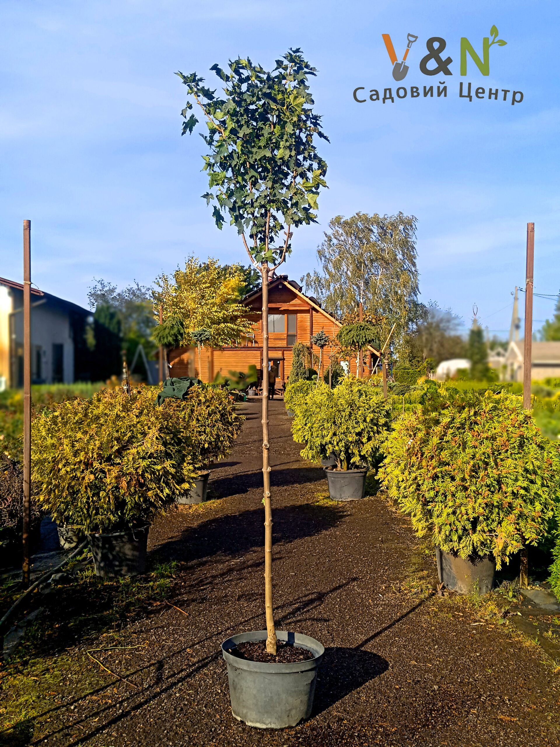 Клен гостролистий 'Глобозум', Acer platanoides 'Globosa' С40, H220+