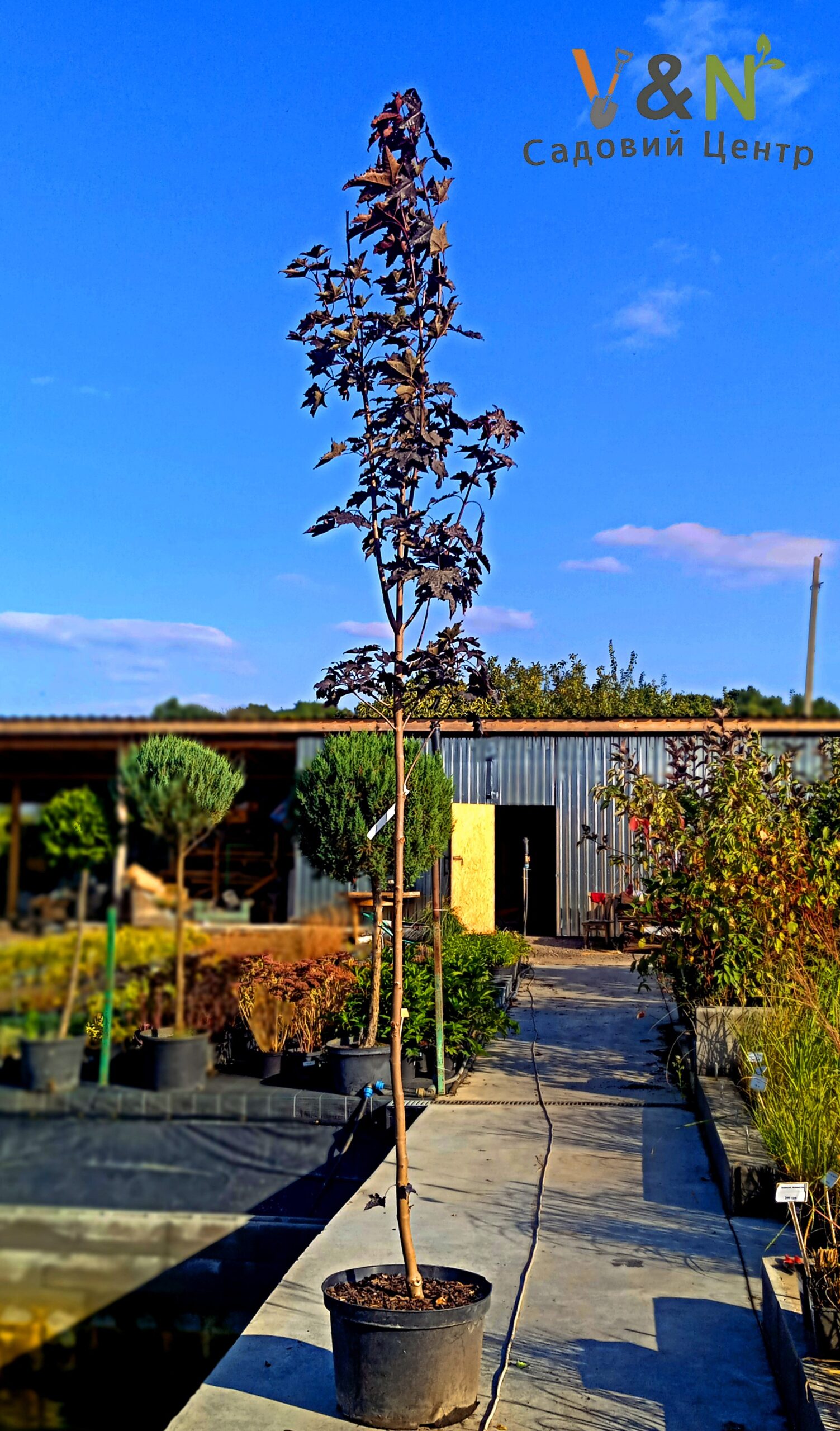 Клен червоний, Acer rubrum C35, H220+