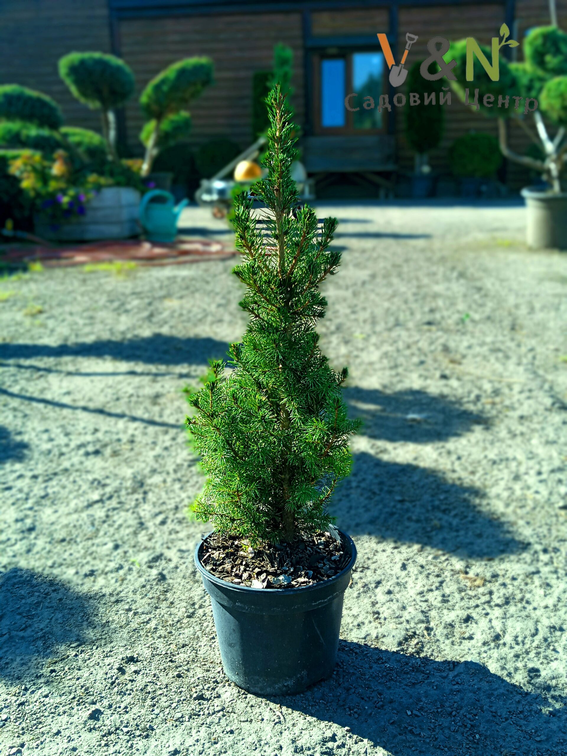 Ялина Канадська 'Коніка', Picea Glauca 'Conica' C5, H30-40