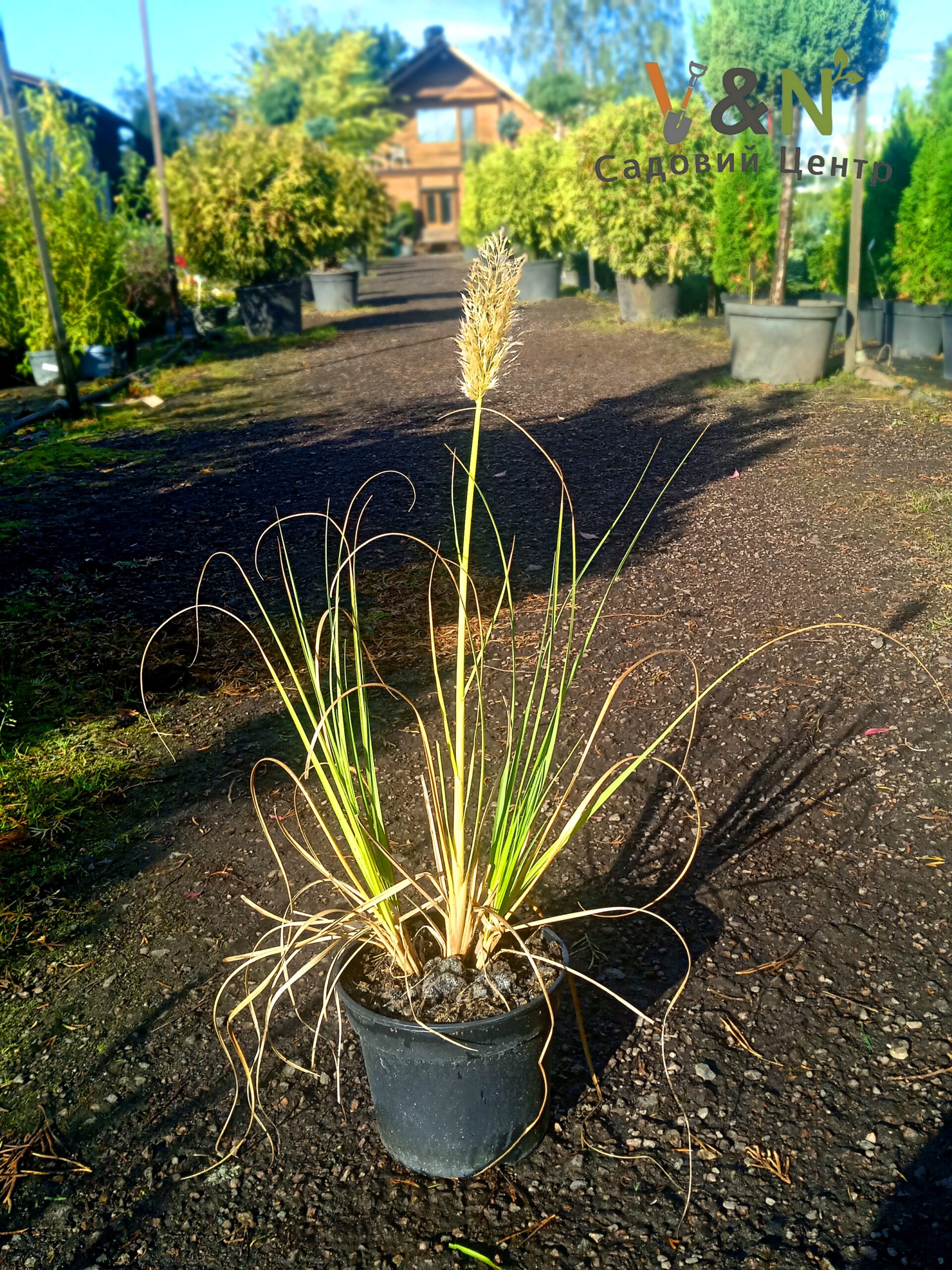 Кортадерія селло "Tiny Pampa", Cortaderia selloana TINY PAMPA С2