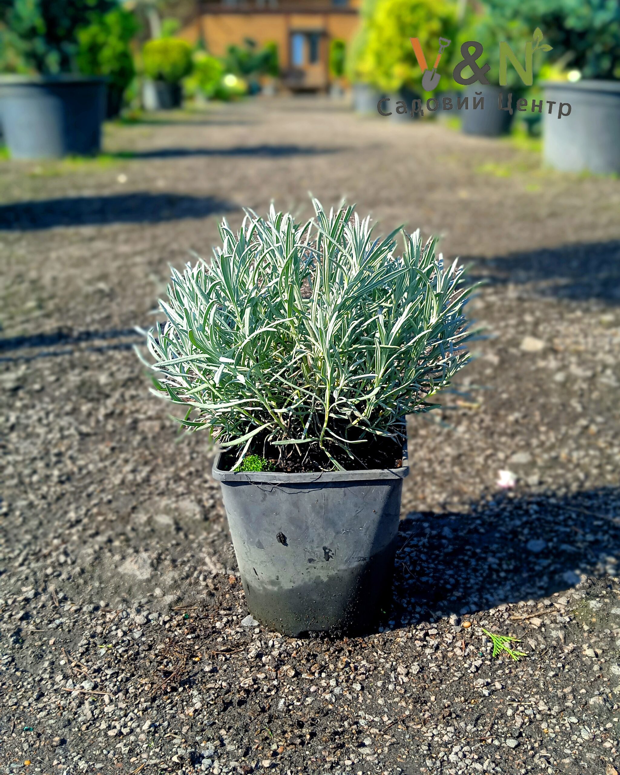 Лаванда вузьколиста "Феноменал", Lavandula angustifolia Phenomenal C3