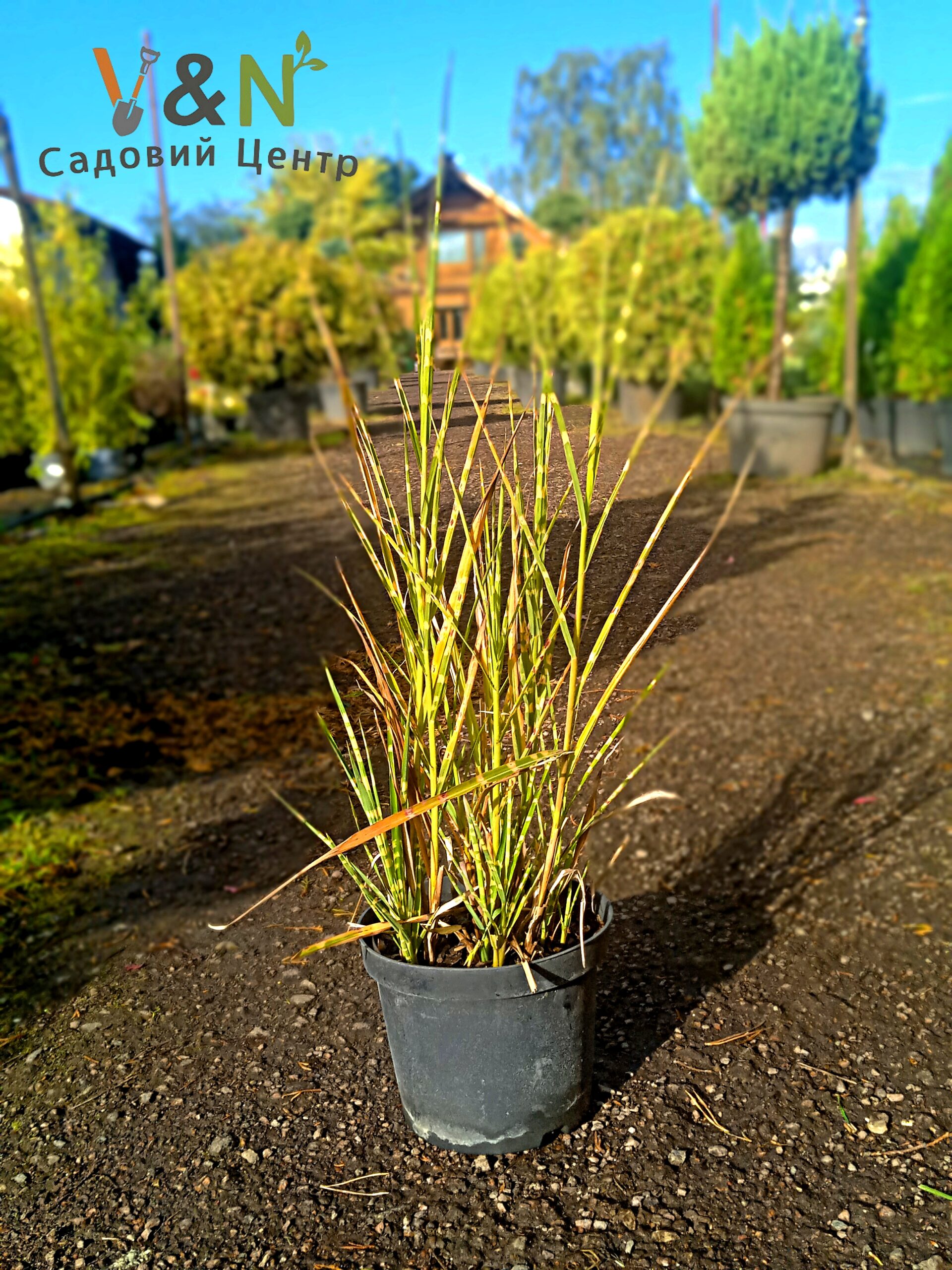 Міскантус китайський 'Зебрінус', Miscanthu ssinensis 'Zebrinus' C3
