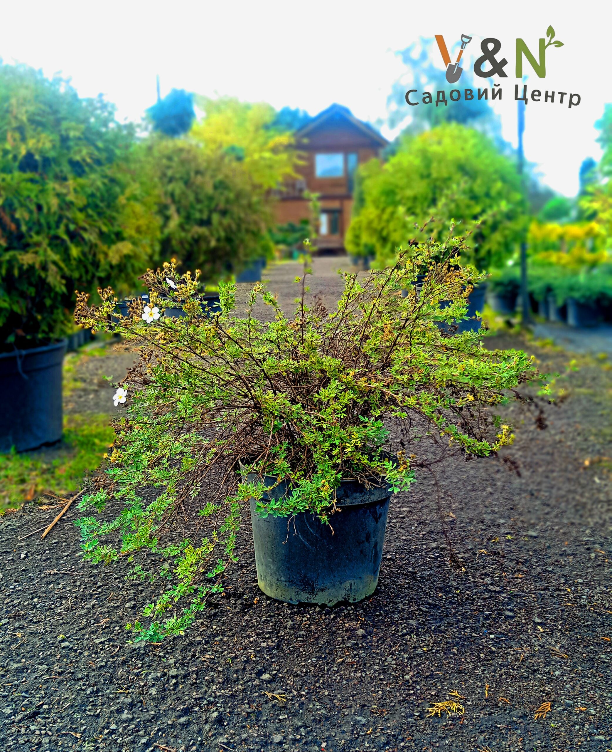 Перстач кущовий "Абботсвуд", Potentilla fruticosa "Abbotswood" С20 Н40/50