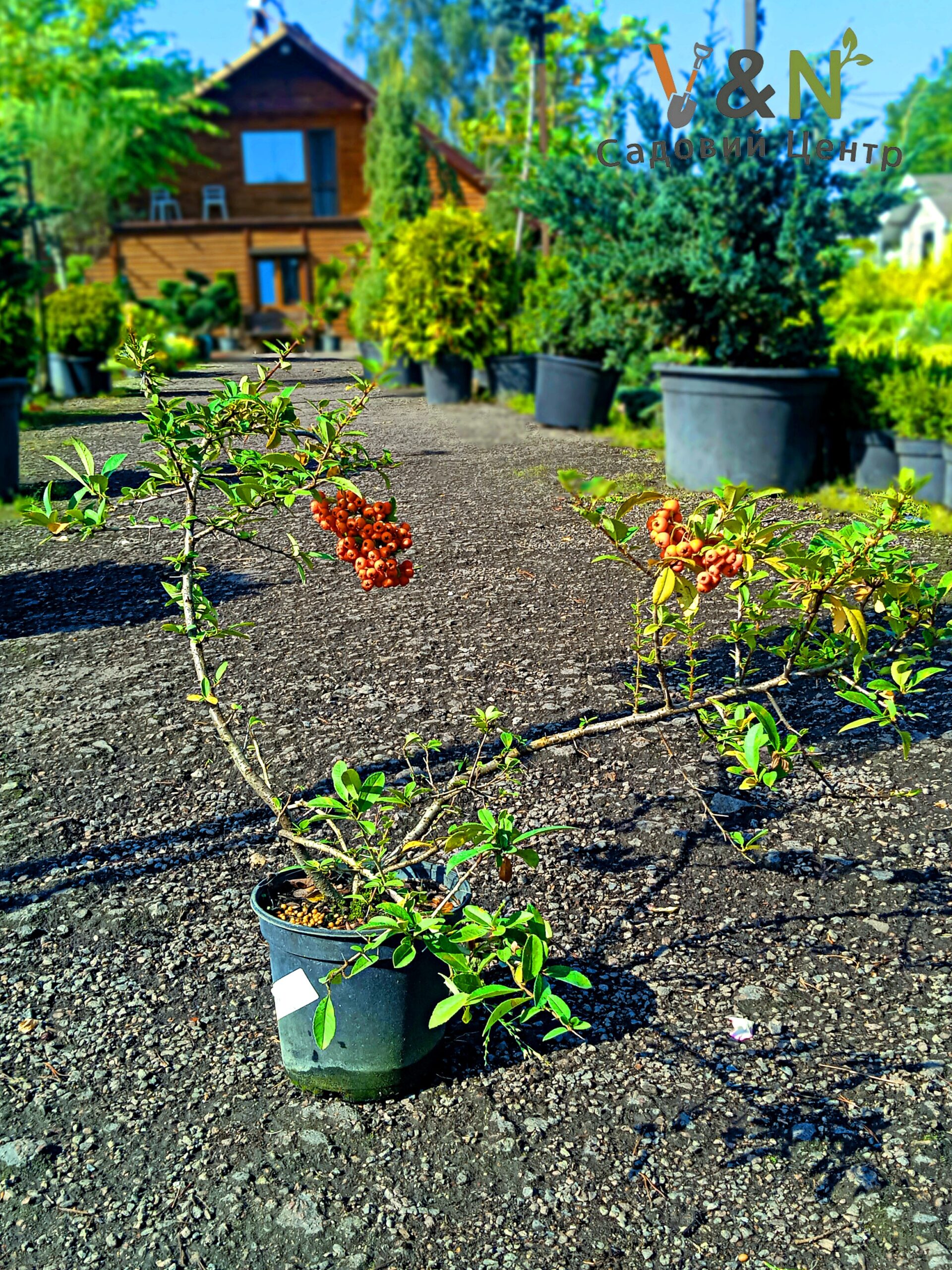 Піраканта "Оранж Глоу", Pyracanta "Orange Glow" C2, 40-50