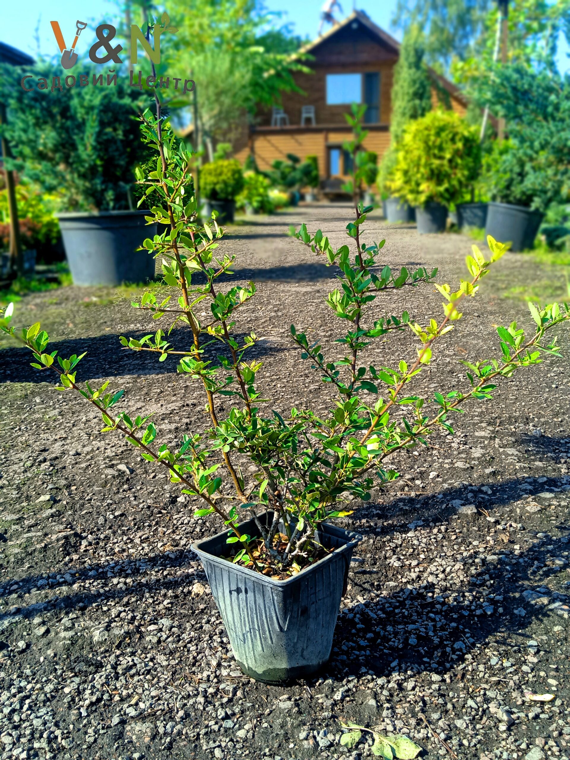 Піраканта 'Ред Колумн', Pyracantha coccinea 'Red Column' C3 H30+