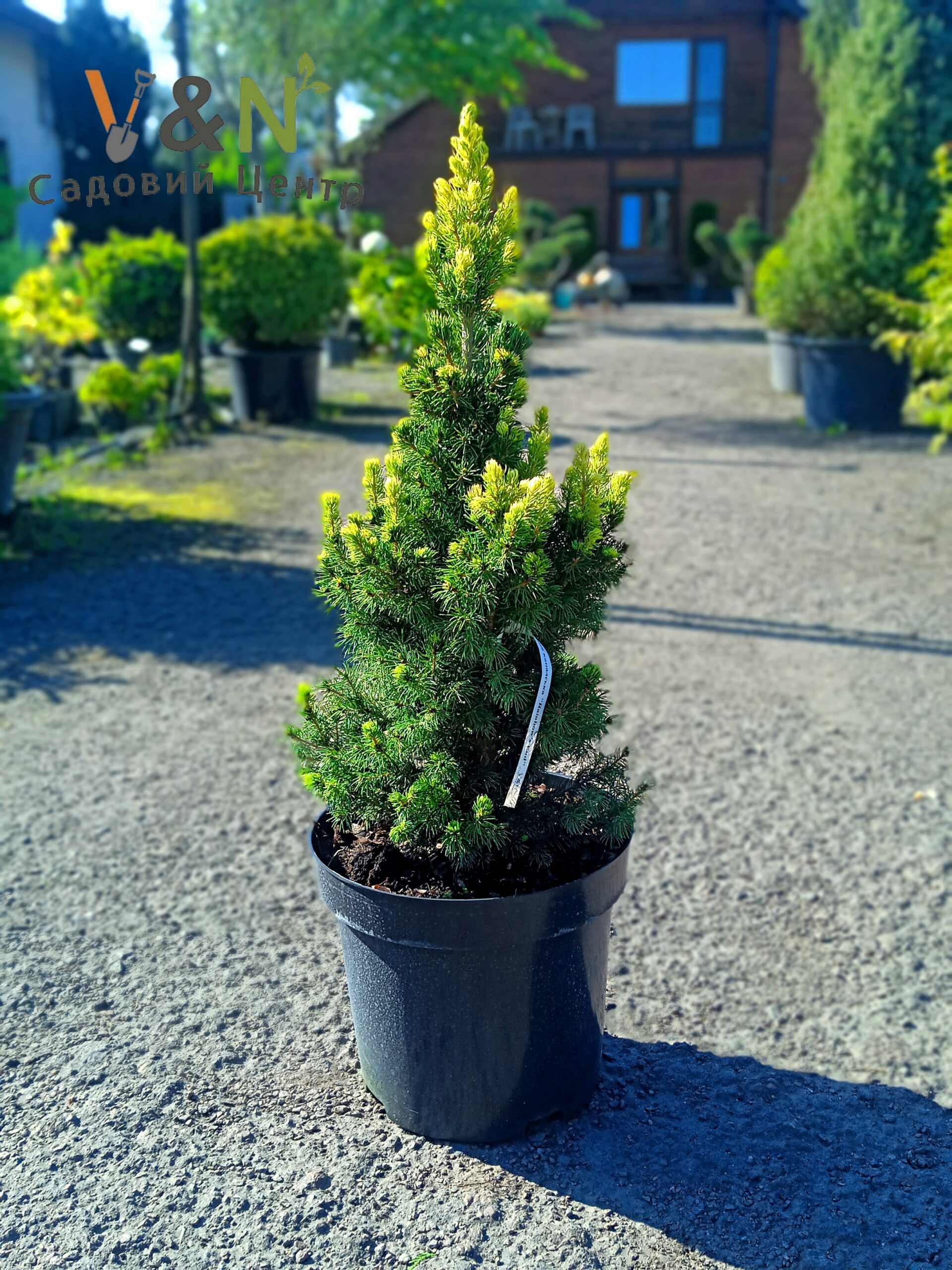 Ялина канадська 'Рейнбоуз Енд', Picea glauca 'Rainbow's End' С10 Н50/60