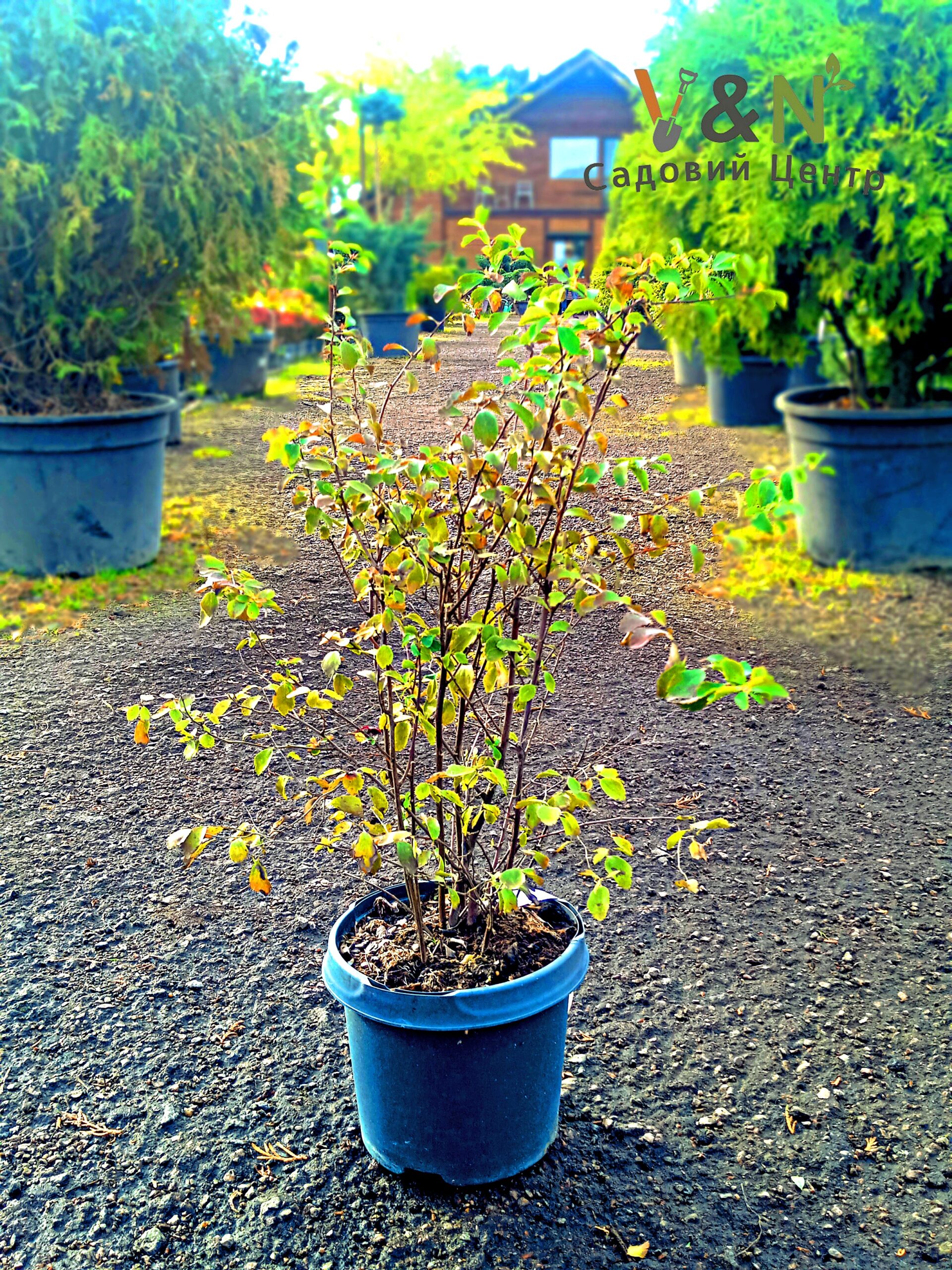 Спірея японська 'Вангутта', Spiraea japonica 'Vanhuttei' С10 Н60/80