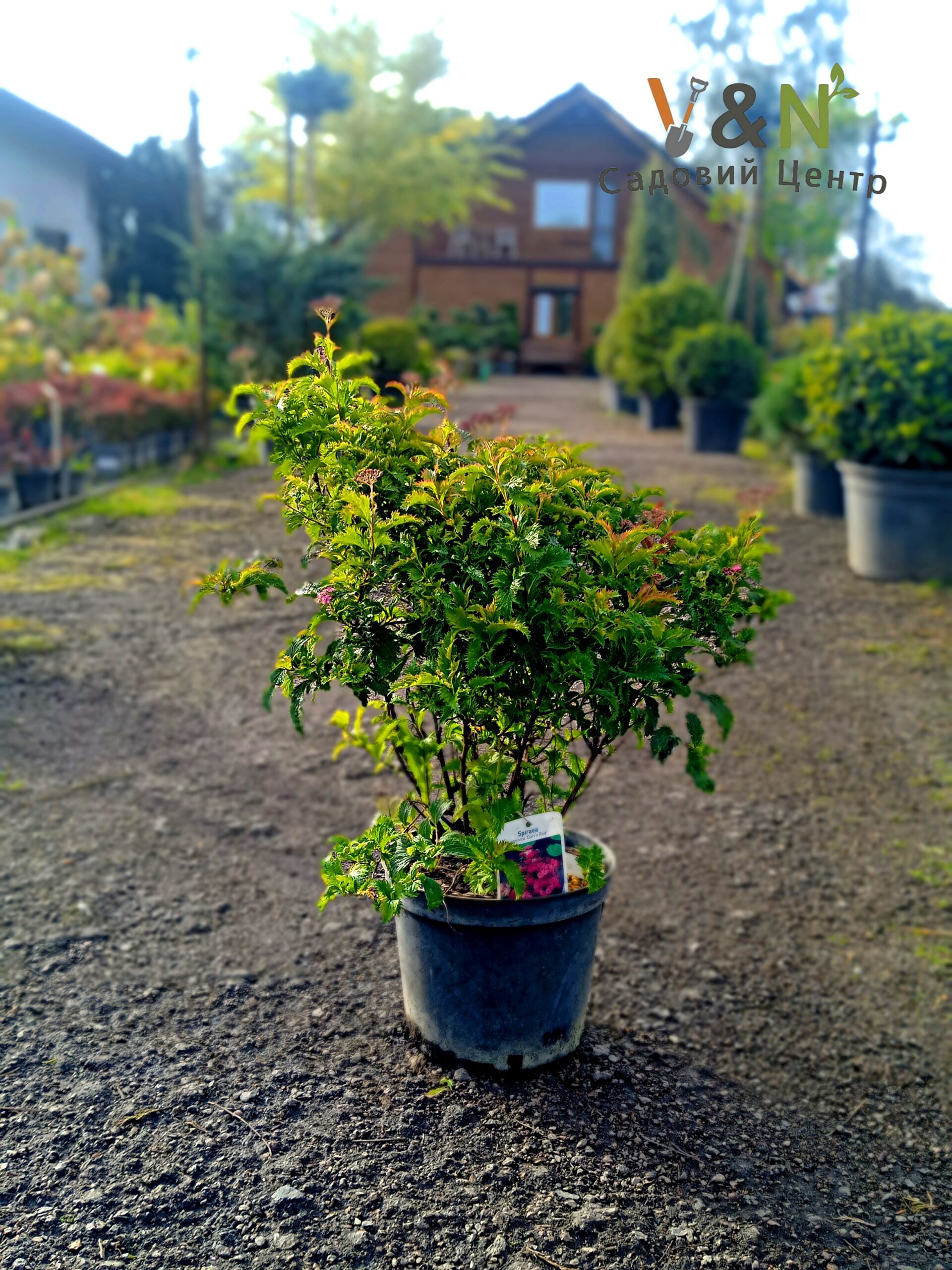 Спірея японська 'Дартс Ред', Spiraea japonica 'Dart`s Red' С2 Н25/30