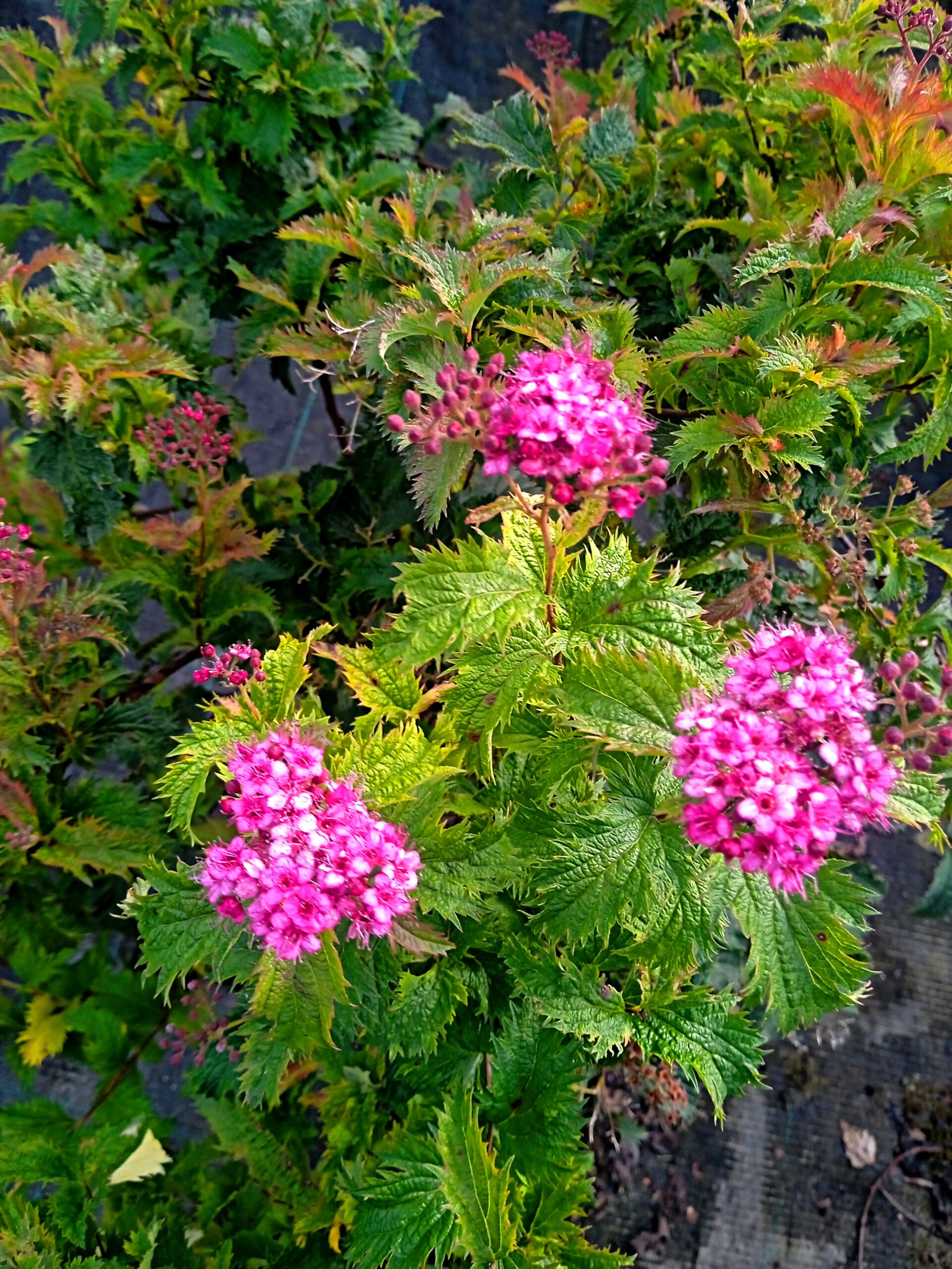 Спірея японська 'Дартс Ред', Spiraea japonica 'Dart`s Red' С2 Н25/30 - Зображення 2