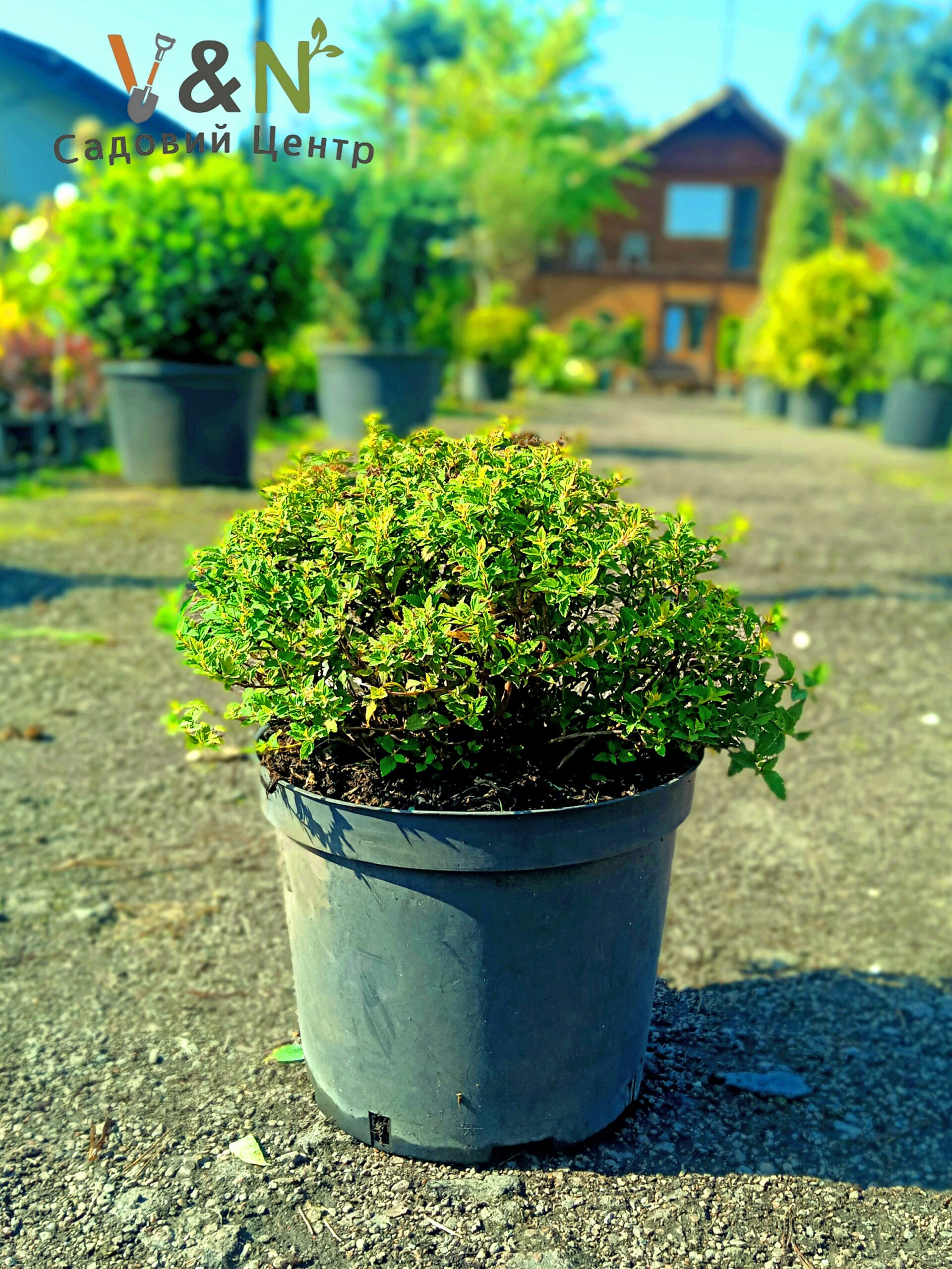 Спірея японська 'Нана', Spiraea japonica 'Nana' С5Н15/20