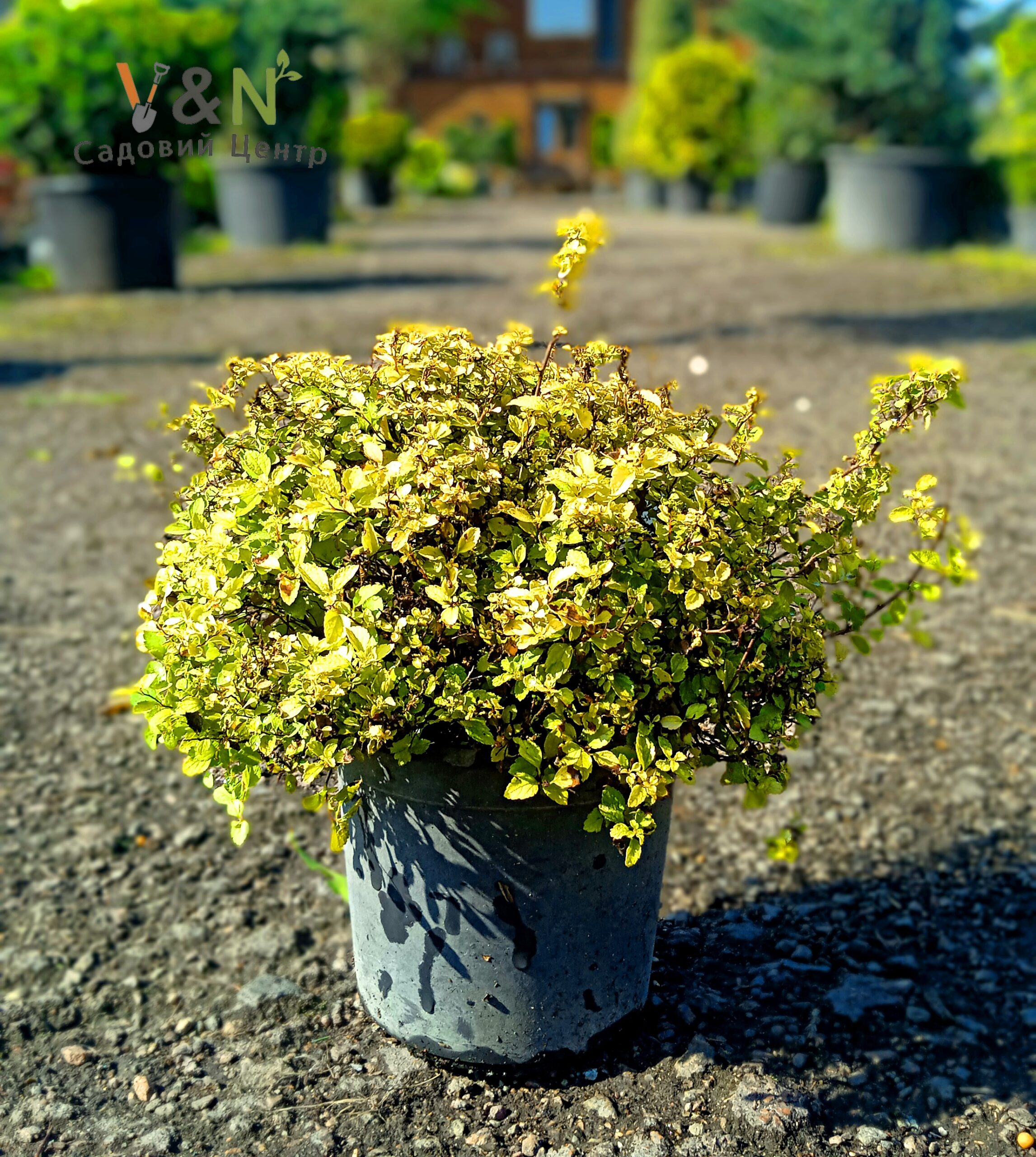 Спірея японська 'Сандроп', Spiraea japonica 'Sundrop' С5 Н15/20