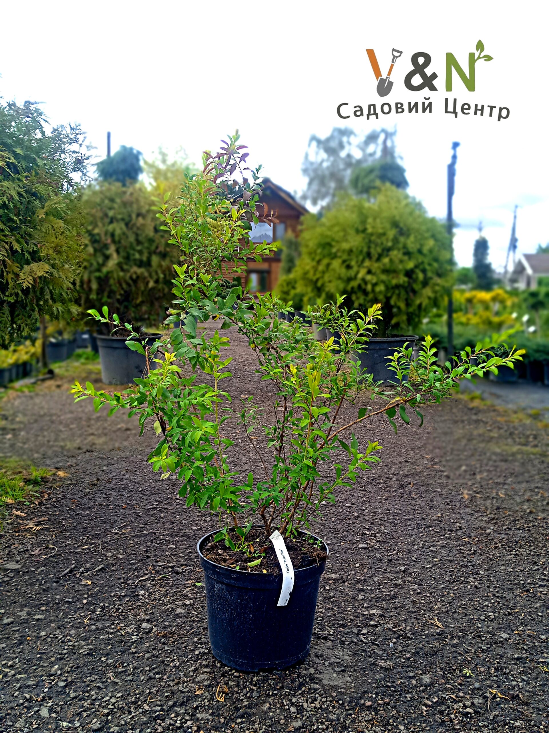 Спірея тунберга 'Фуджіно Пінк', Spiraea thunbergii 'Fujino Pink' C5, H40-45