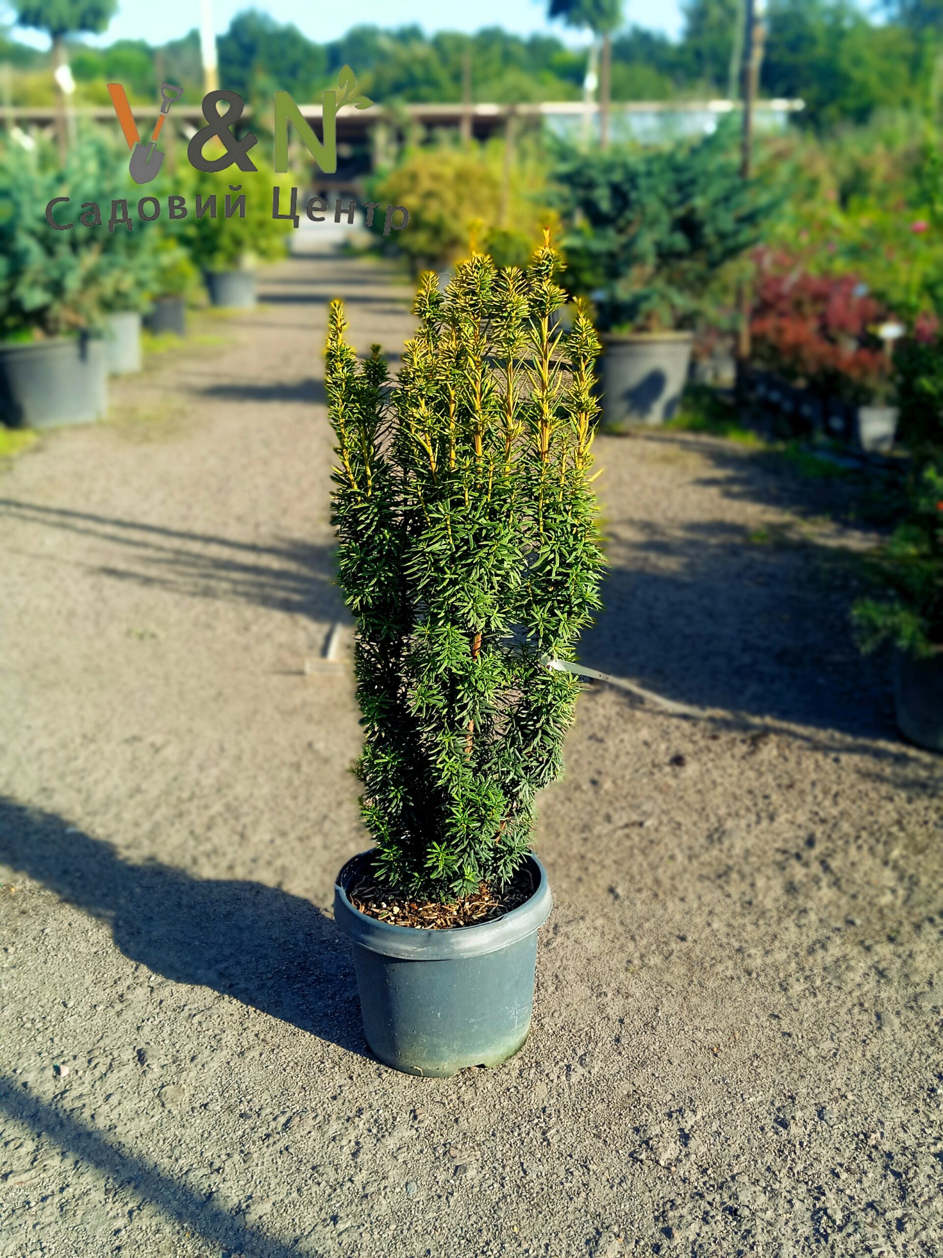 Тис ягідний "Давид", Taxus baccata "David" С10 Н70/80