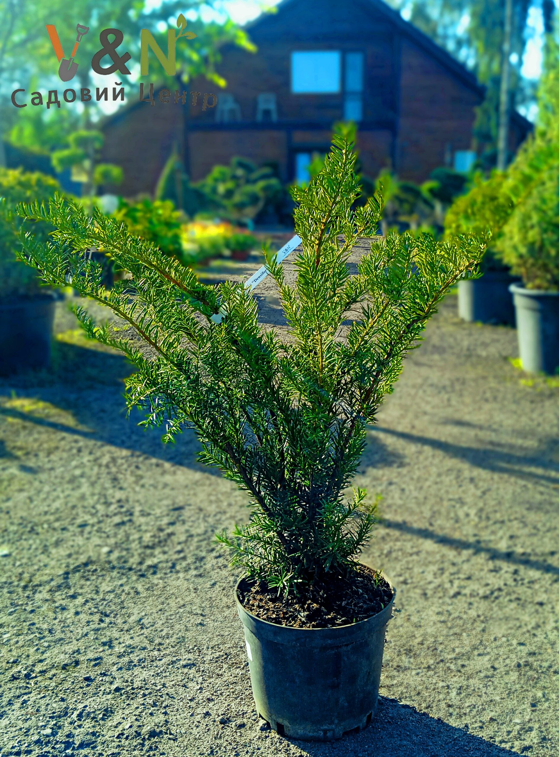 Тис середній 'Денсіформіс', Taxus media 'Densiformis' C5, H60-80