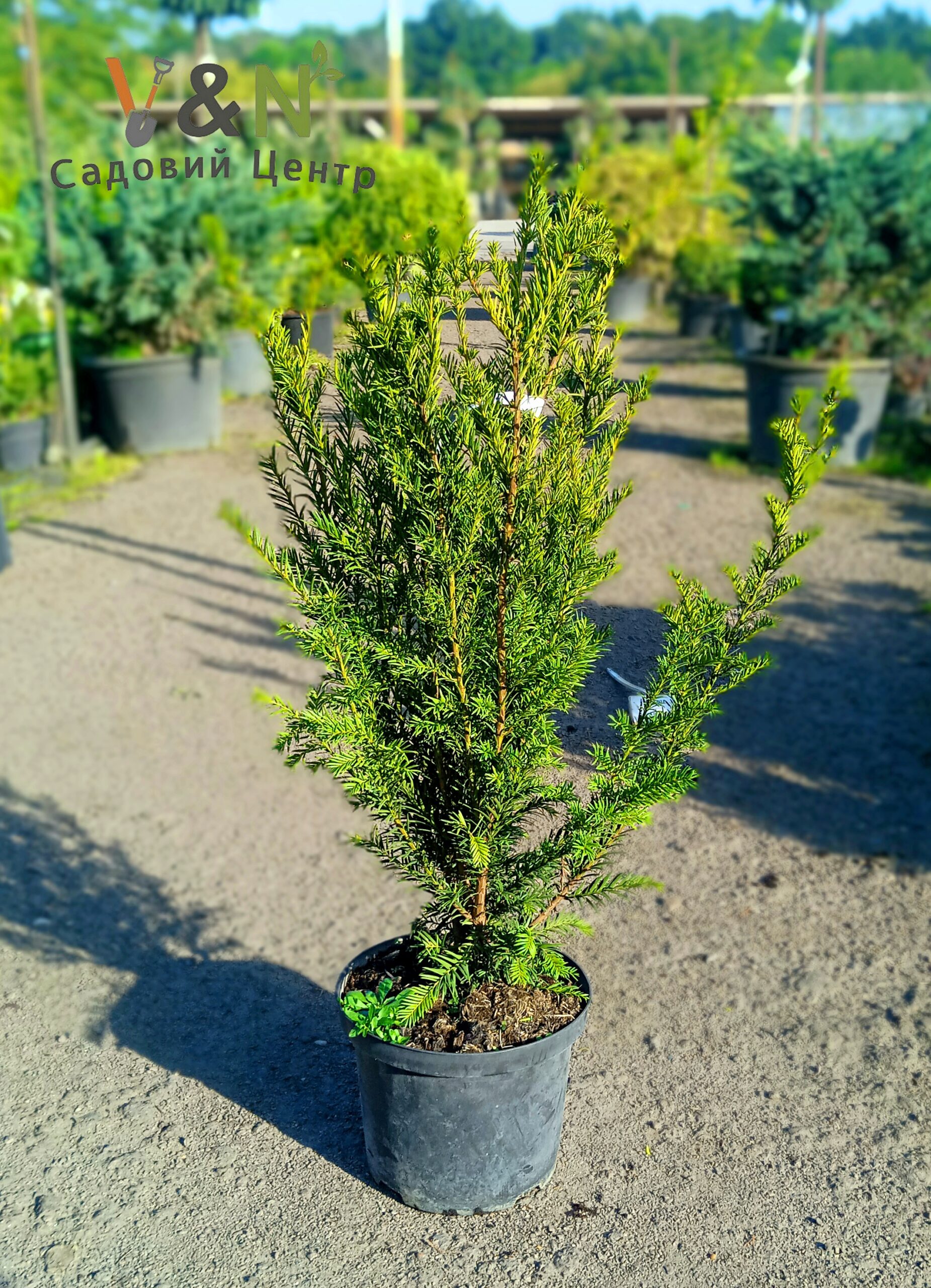 Тис середній "Гроенланд", Taxus media "Groenland" C5, H40/50
