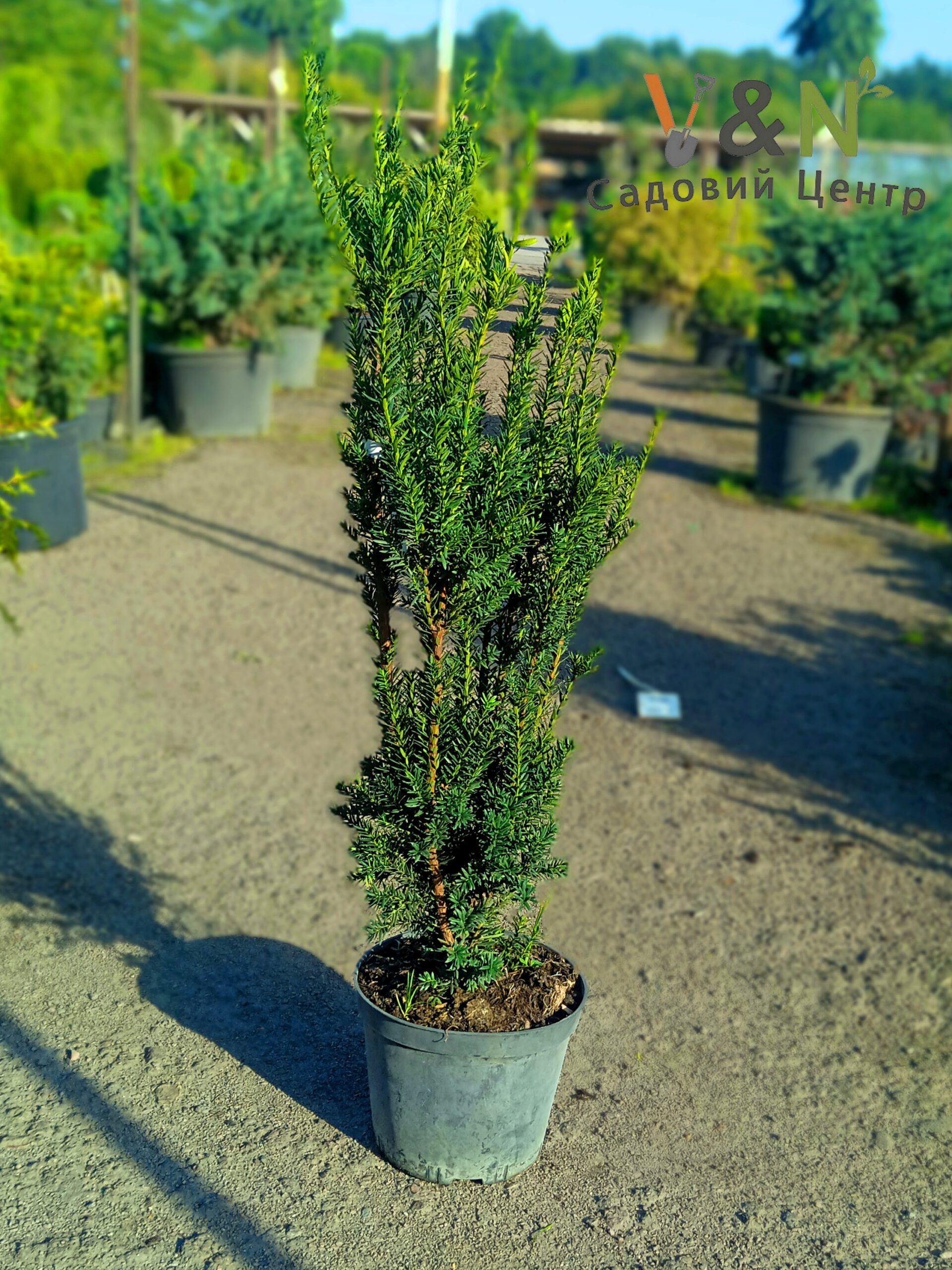 Тис середній "Хіллі", Taxus media "Hilli" С5 Н30/40