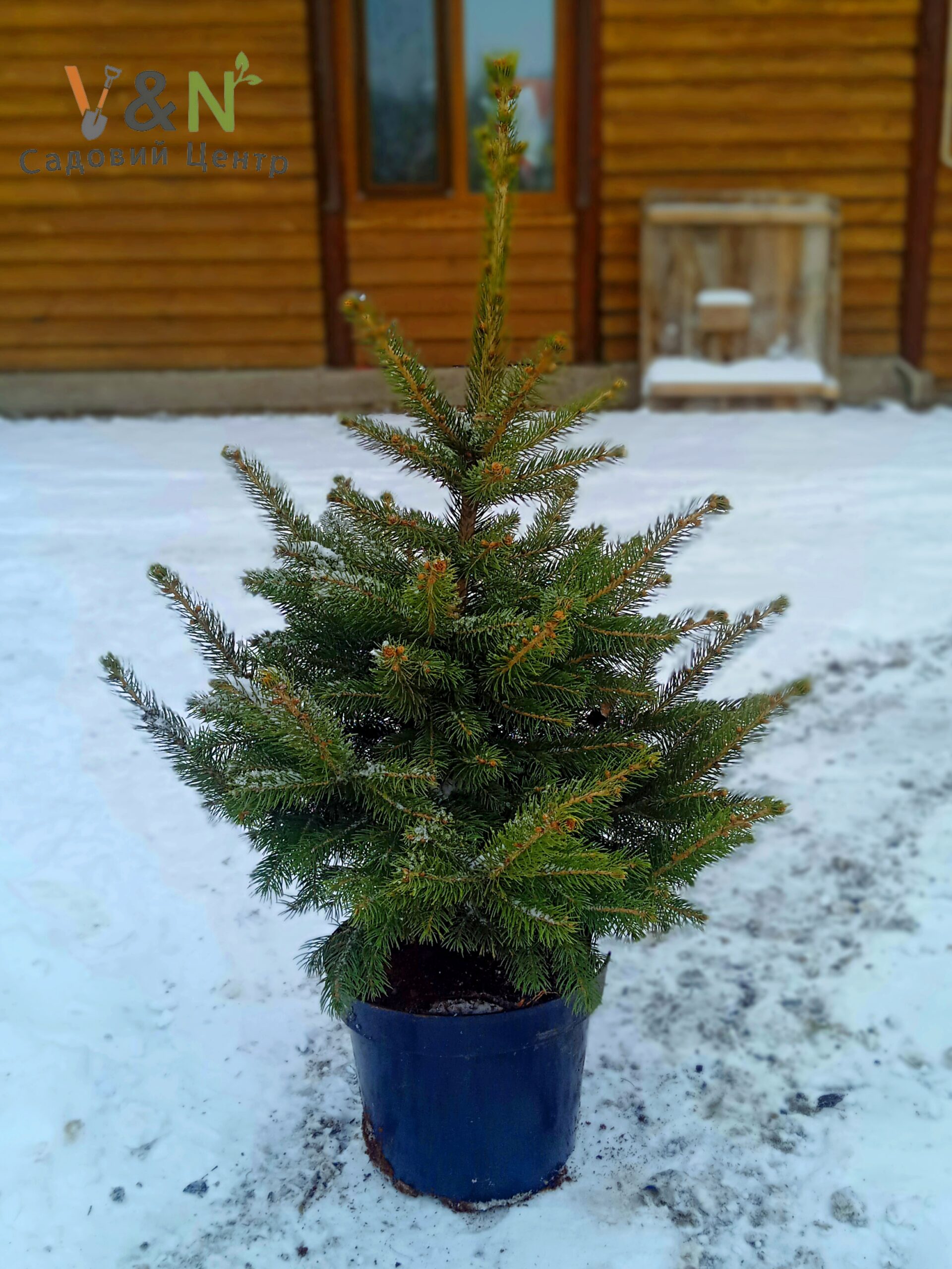 Ялина колюча 'Кейбаб', Picea pungens 'Kaibab' C15, H60-80