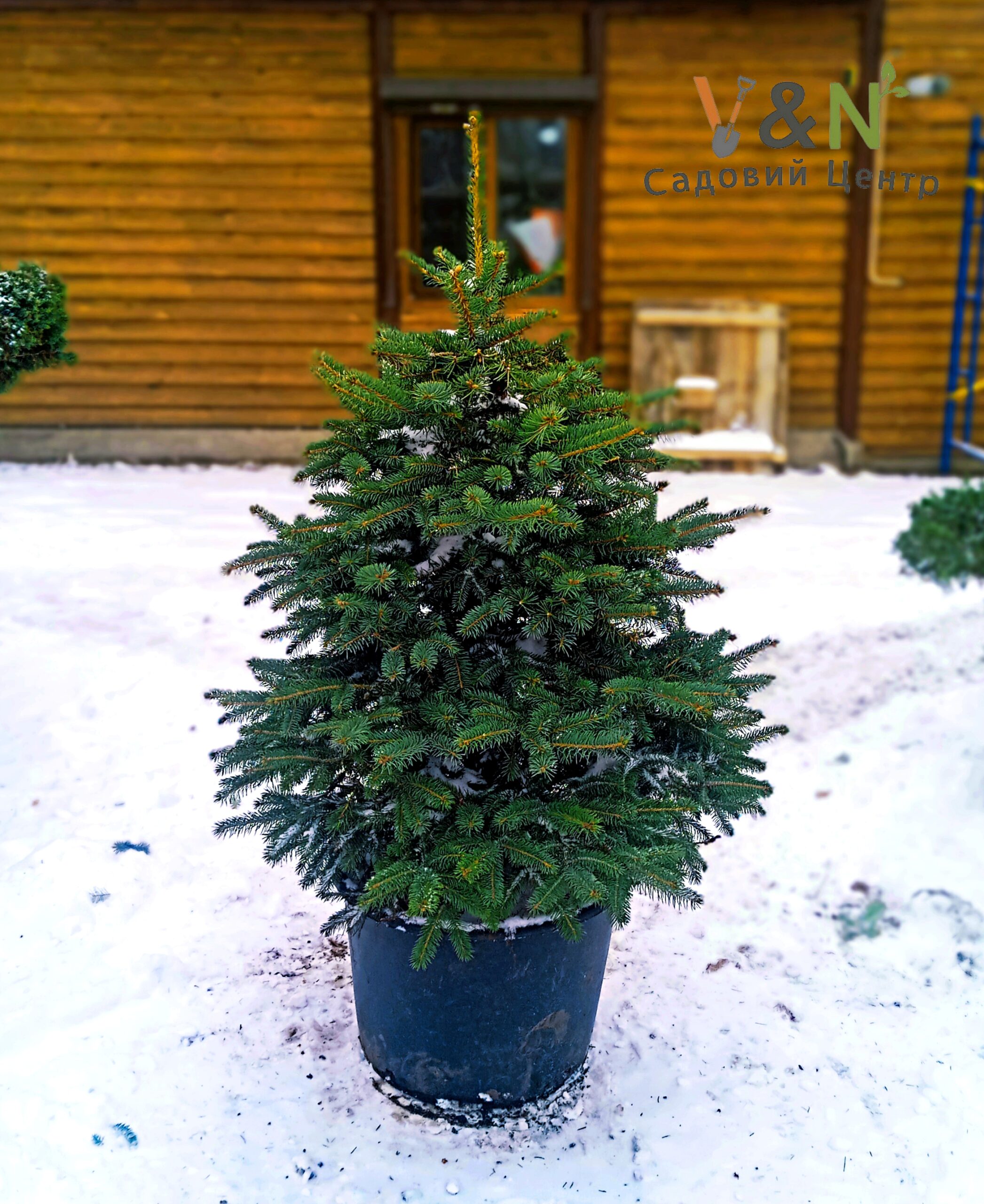 Ялина колюча 'Кейбаб', Picea pungens 'Kaibab' С30, H120-140