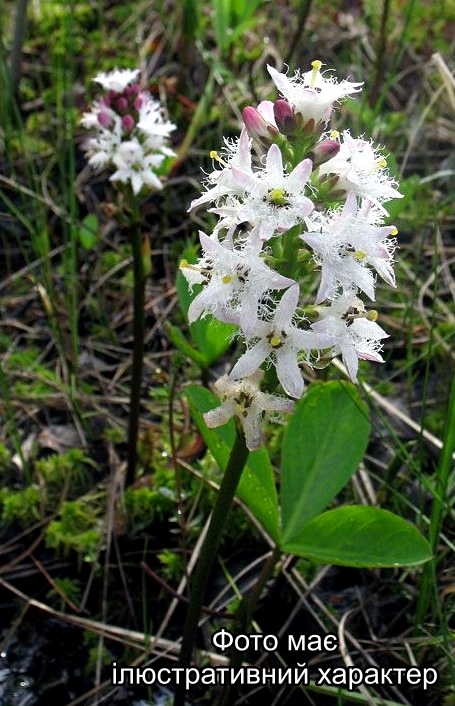 Бобівни́к трили́стий, Menyanthes trifoliata L Р9