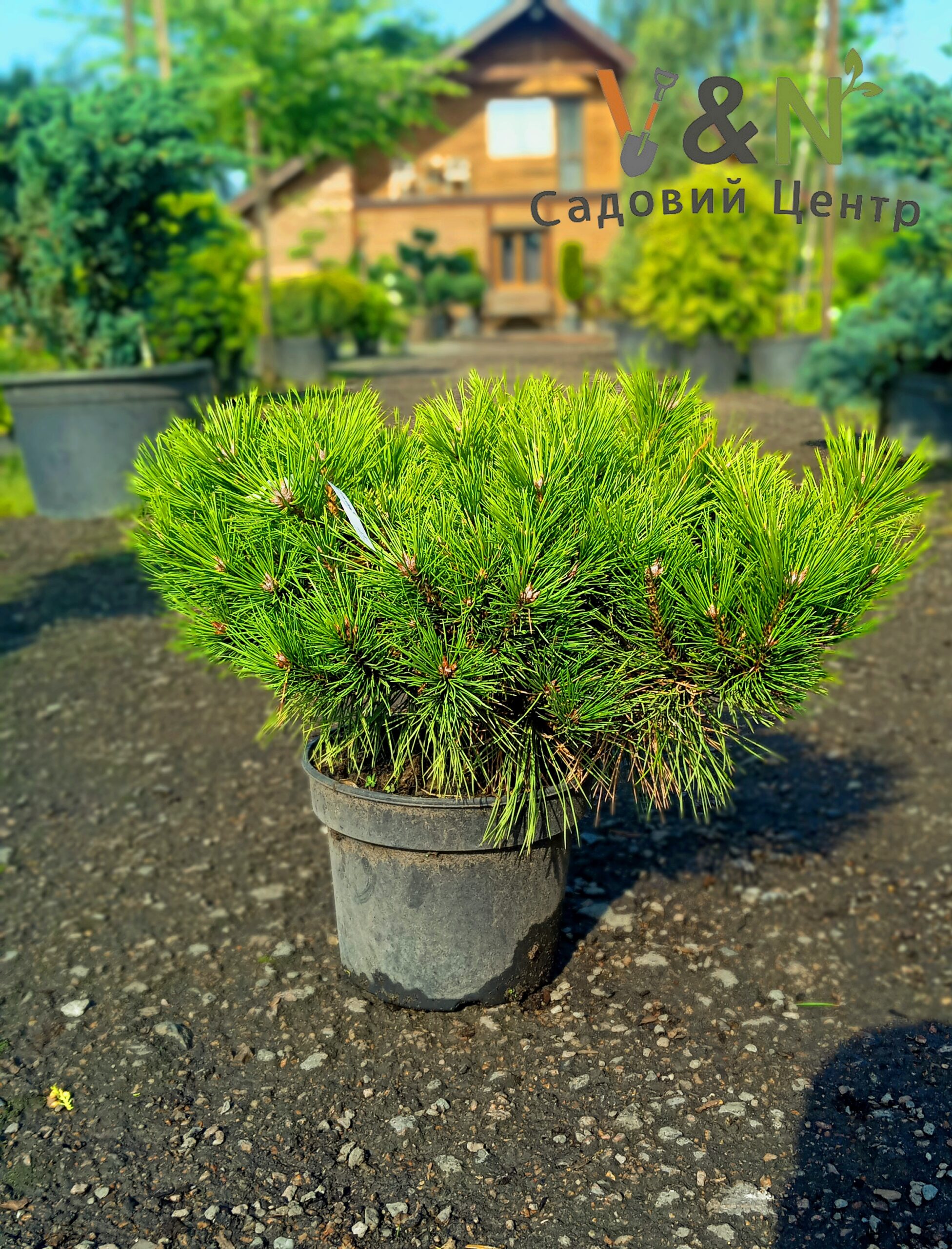 Сосна густоквіткова 'Лоу Глоу, Pinus densiflora ‘Low Glow’ С10 W40/50