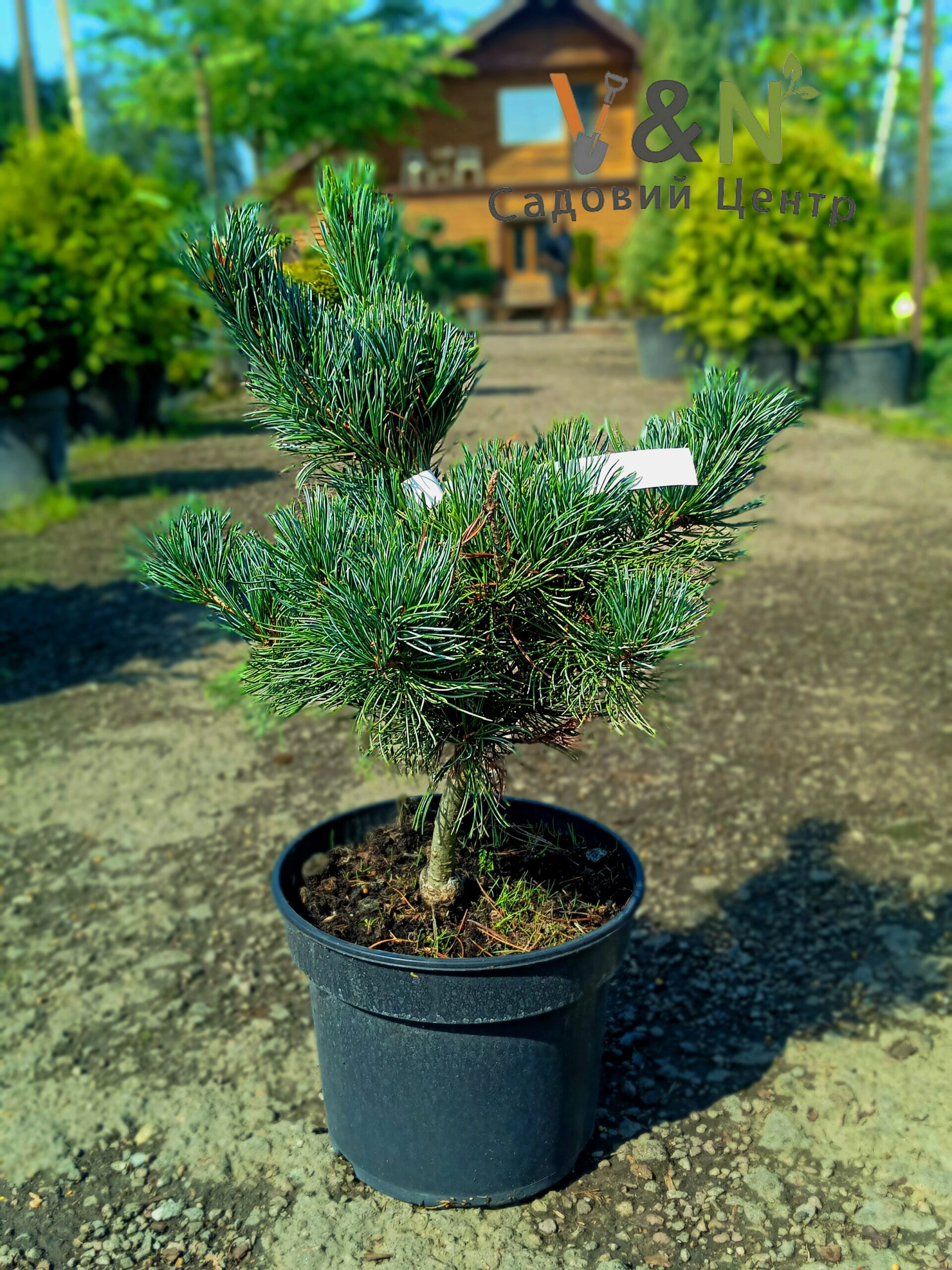 Сосна дрібноквіткова 'Глаука', Picea pungens 'Glauca' С10 Н70/80