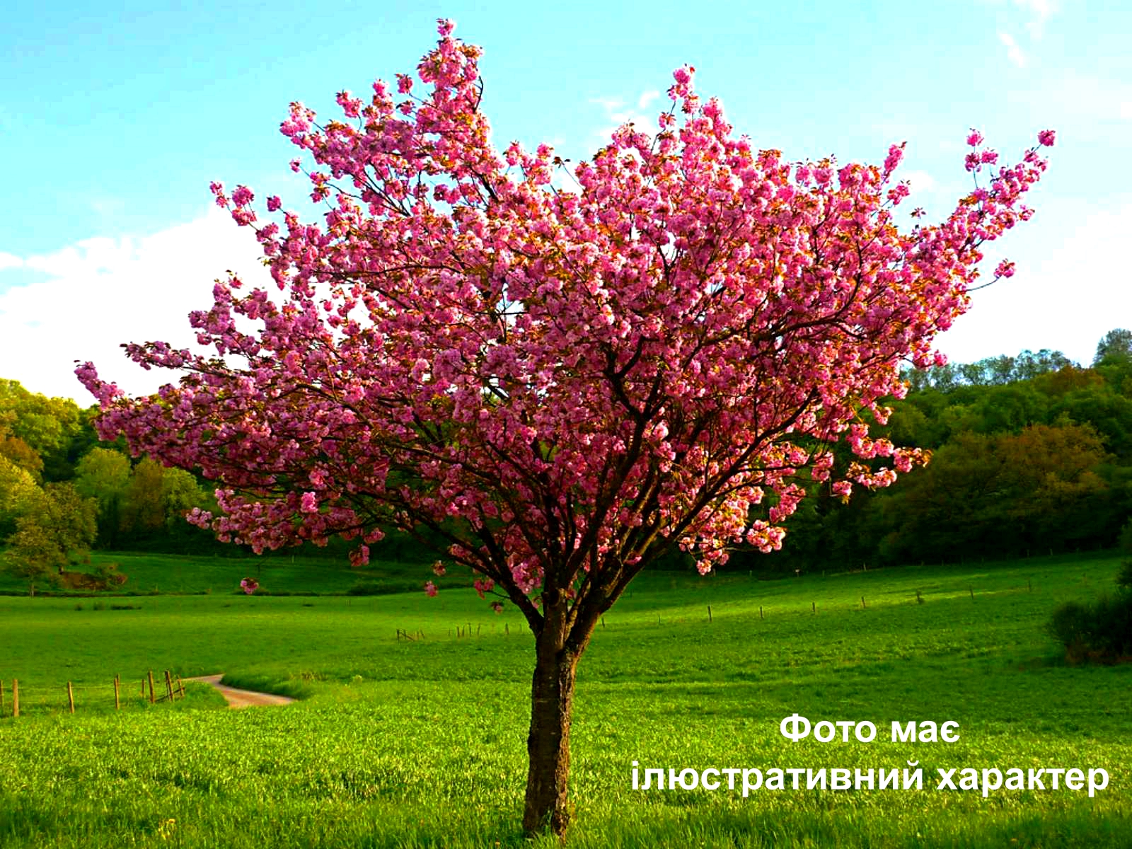 Сакура дрібнопильчата "Канзан", Prunus serrulata 'Kanzan' С70 Ра180+ - Зображення 2