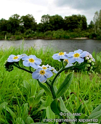 Незабудка болотна, Myosotis palustris Р9