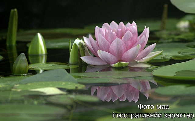 Німфея 'Madame Wilfron Gonnere', Nymphaea 'Madame Wilfron Gonnere' Р9