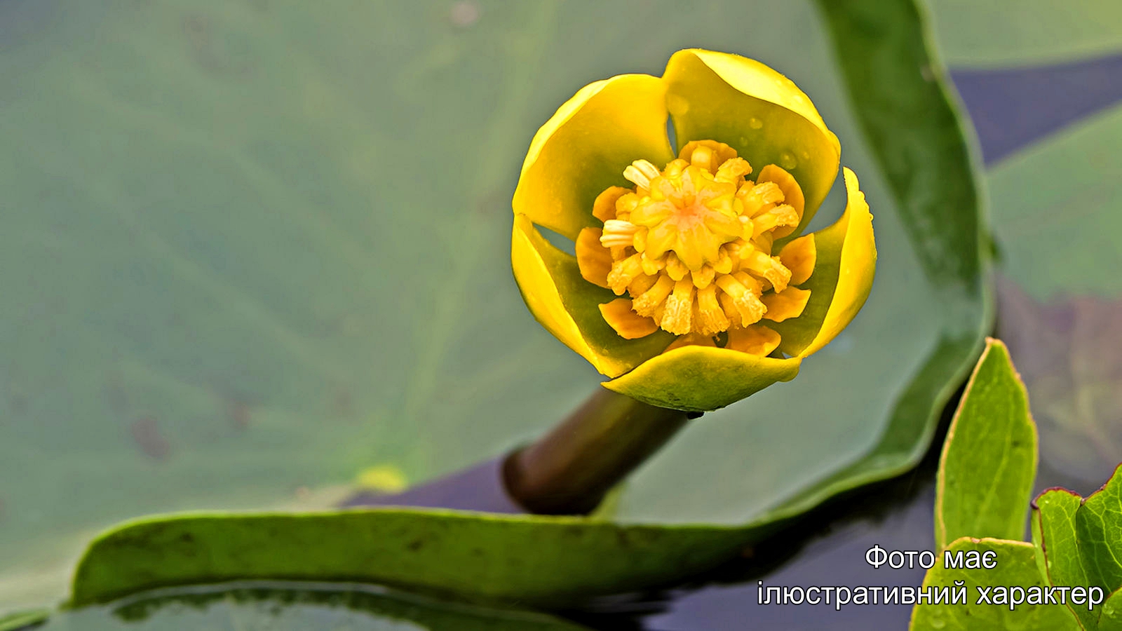 Глечики малі, Nuphar pumila Р9