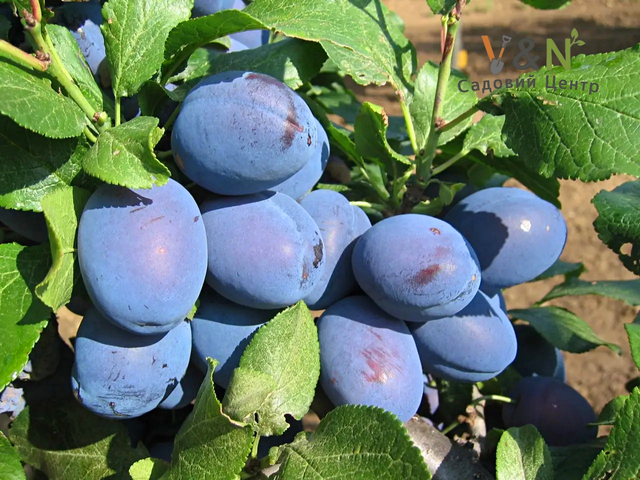 Слива Чачаська, Prunus domestica Chachak Early С10