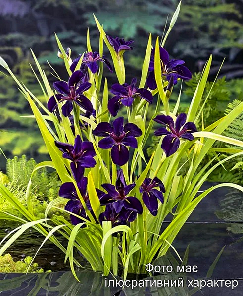 Ірис лузіанський, Black Gamecock Louisiana Iris Р9