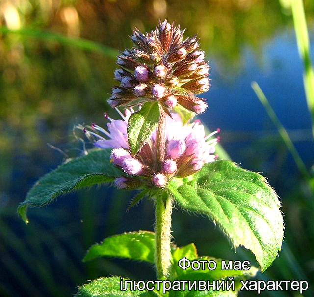 М'ята водяна , Mentha aquatica L Р9