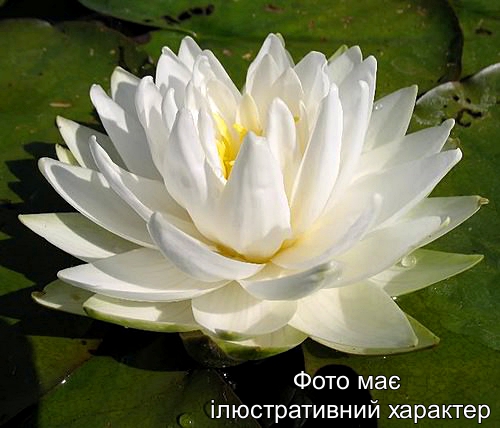 Німфея 'Gonnere', Nymphaea 'Gonnere' Р9