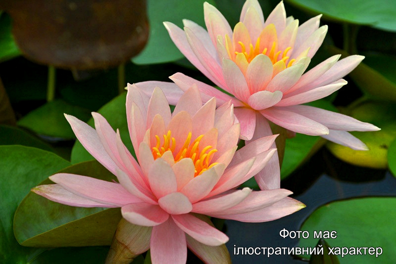 Німфея 'Colorado', Nymphaea 'Colorado' Р9