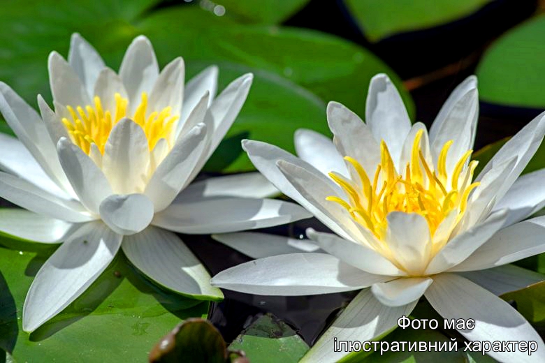 Німфея "Хермине, "Nymphaea 'Hermine' Р9