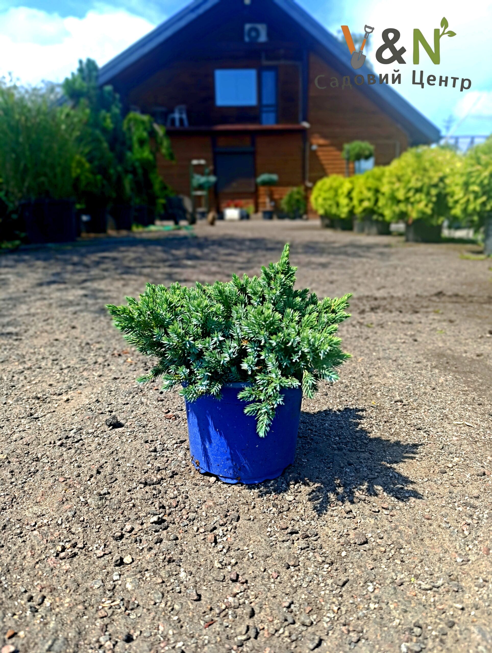 Ялівець лускатий "Блю Стар", Juniperus squamata Blue Star C2, H15+