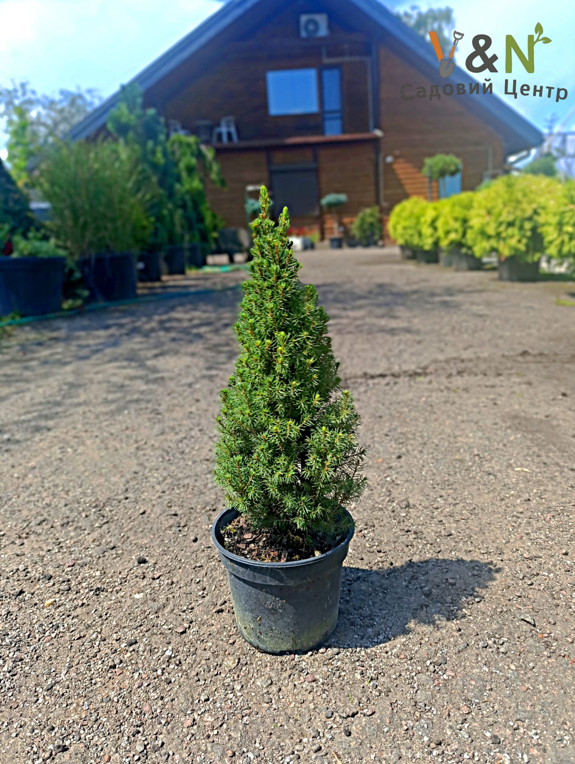 Ялина канадська сиза "Цукерхут", Picea glauca "Zuckerhut" С3, Н20+