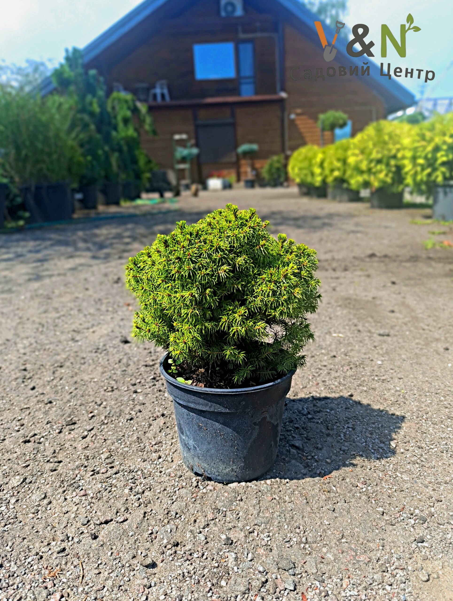 Ялина канадська "Альберта Глоуб", Picea glauca Alberta Globe (С5 Н30/40)