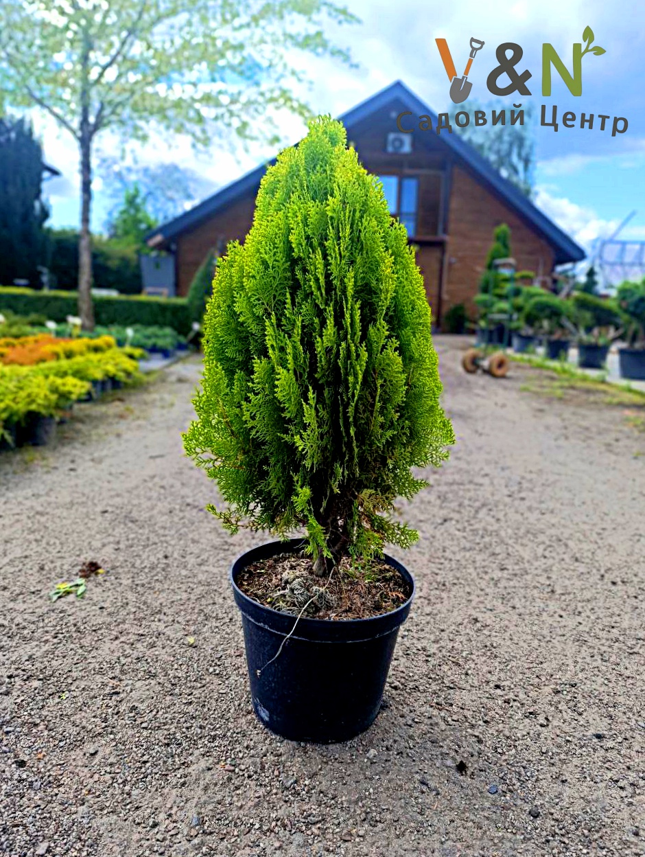 Туя східна "Ауреа Нана", Thuja orientalis 'Aurea Nana' С5 Н40/50