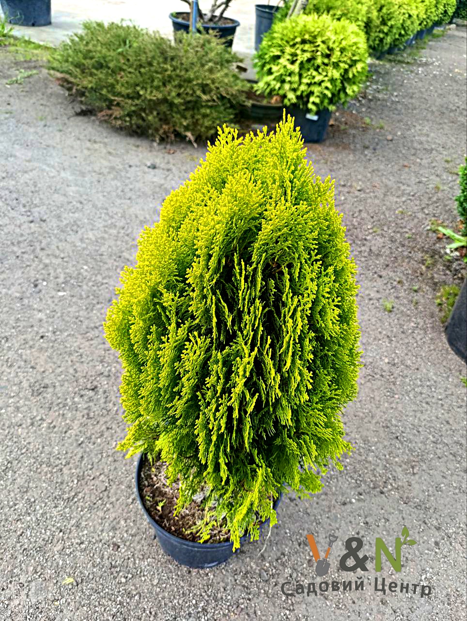 Туя східна "Ауреа Нана", Thuja orientalis 'Aurea Nana' С5 Н40/50 - Зображення 2