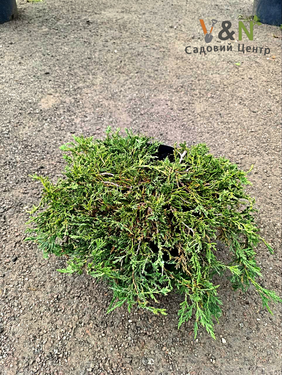 Ялівець повзучий 'Вілтоні', Juniperus horizontalis 'Wiltonii' С5, W30-40 - Зображення 3